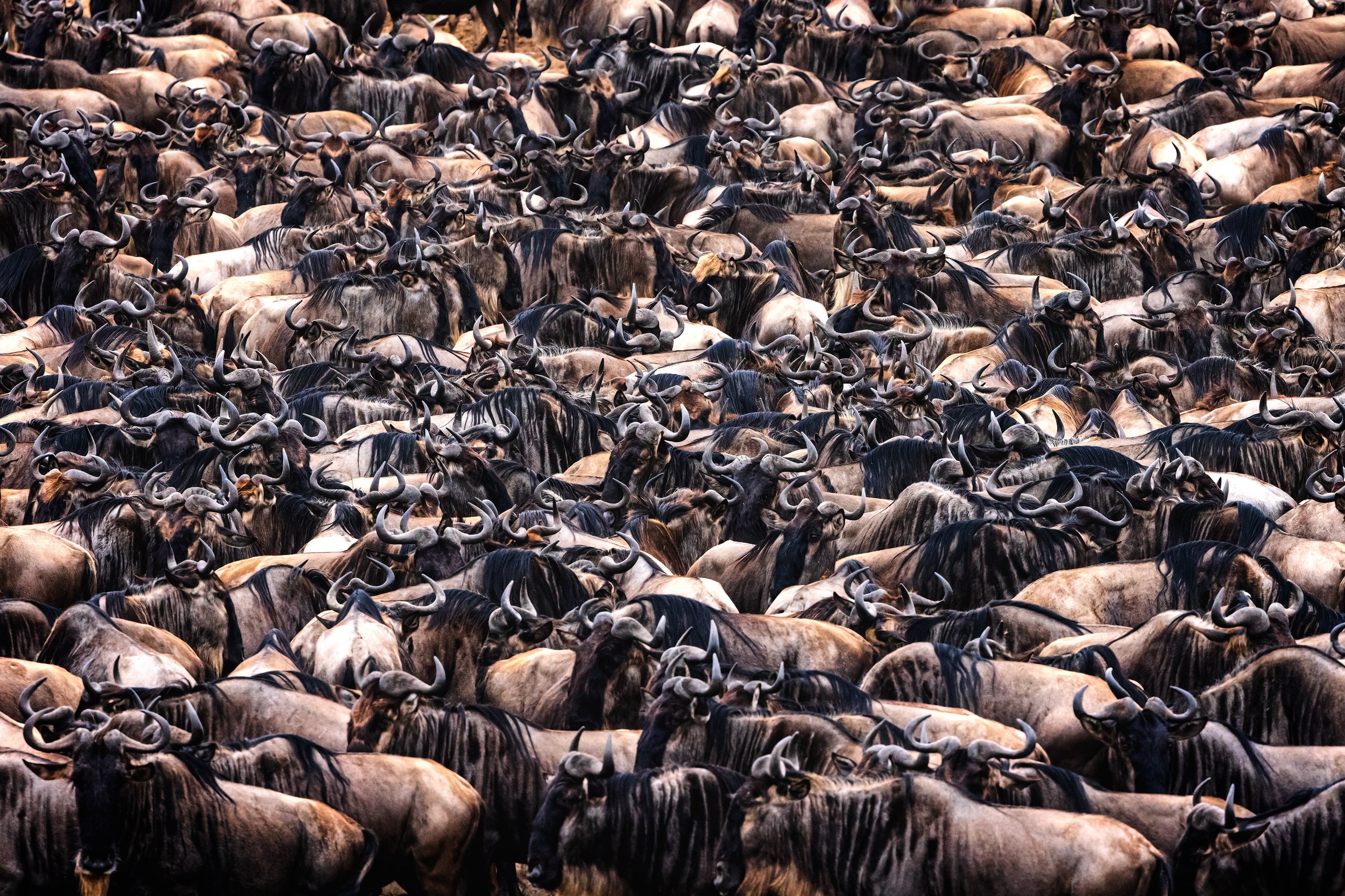 CW00034 Mara-River-Crossing-II-2021 3000.jpg