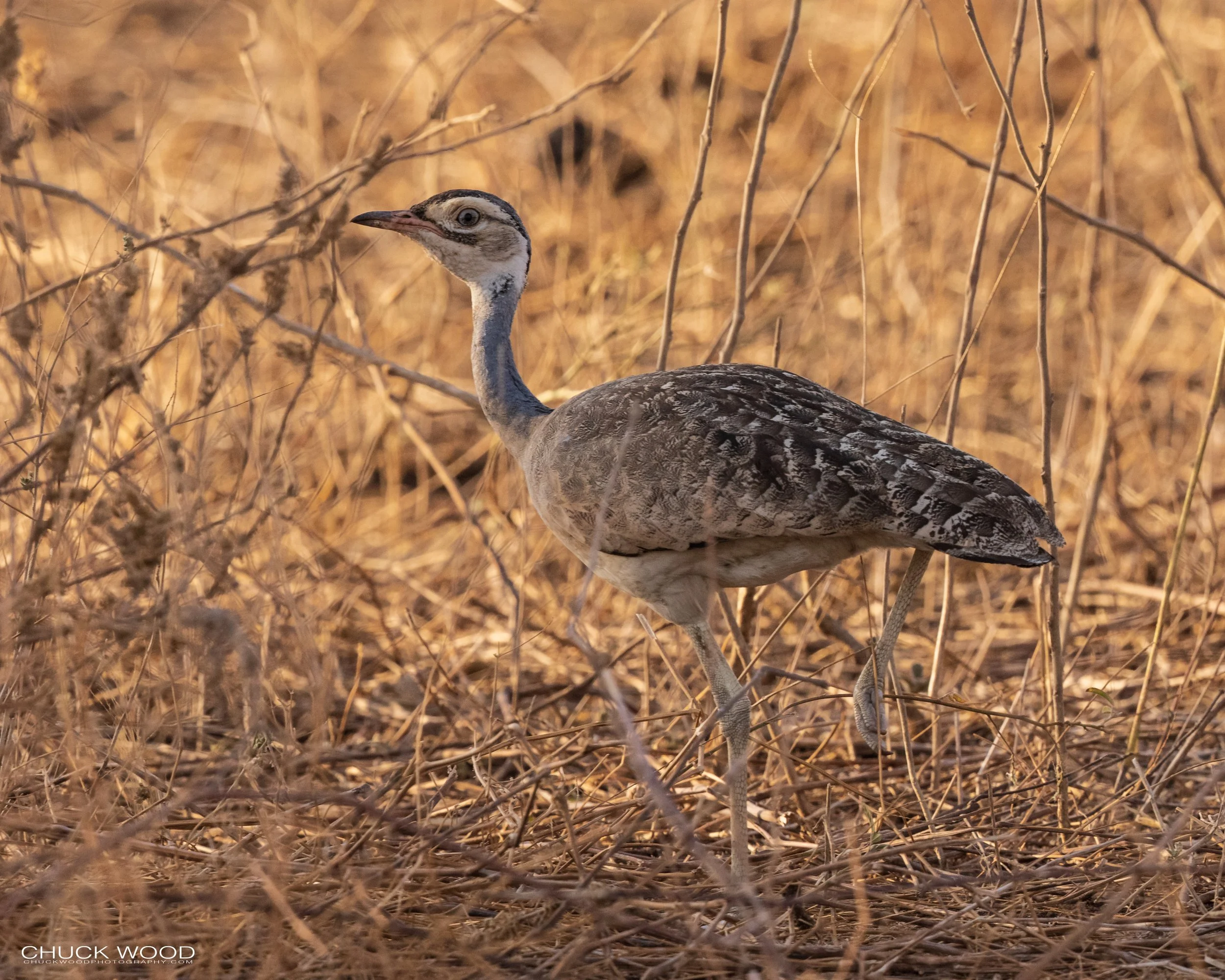  Tarangire, Tanzania 2021 