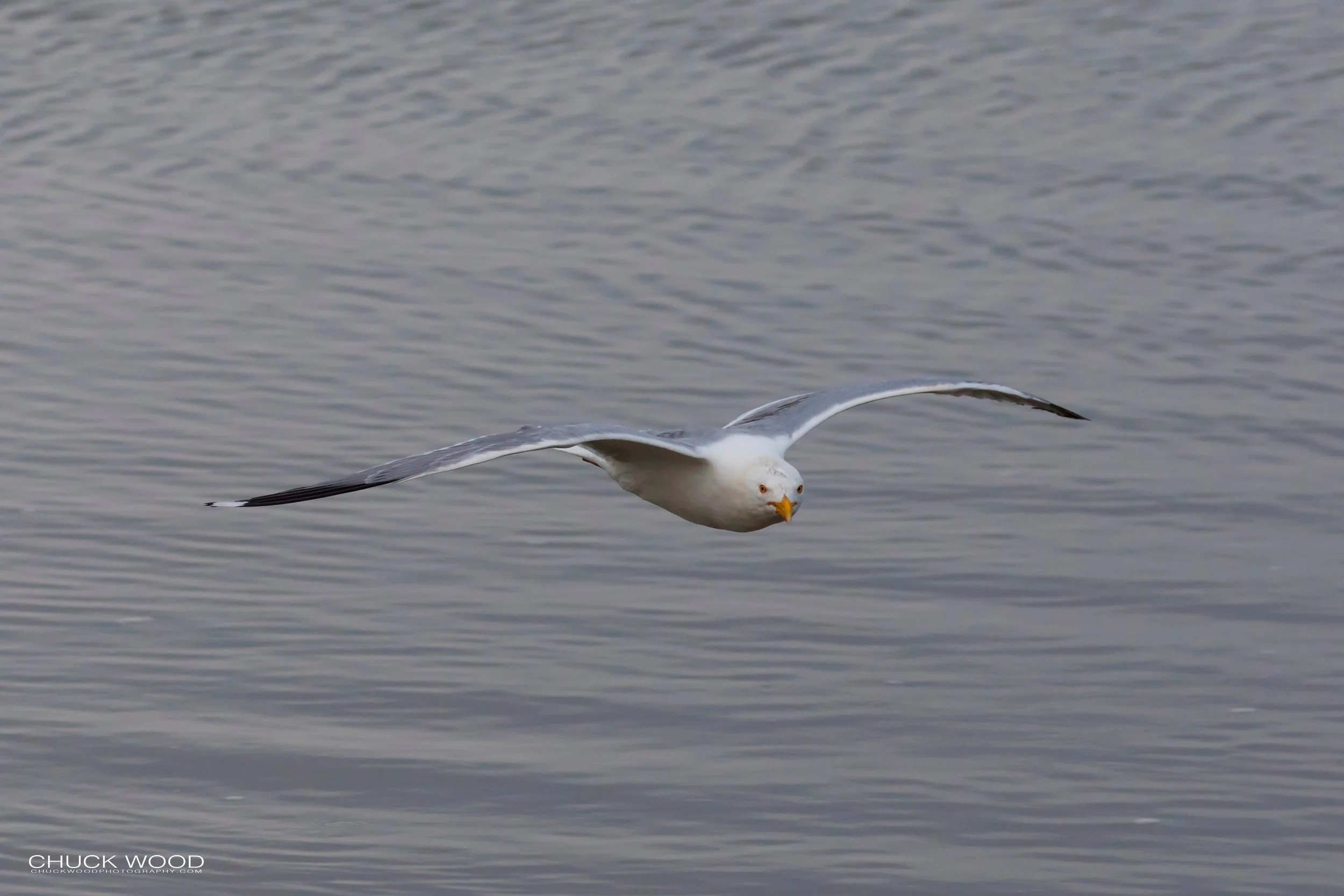  Forsyth NWR, NJ 2019 