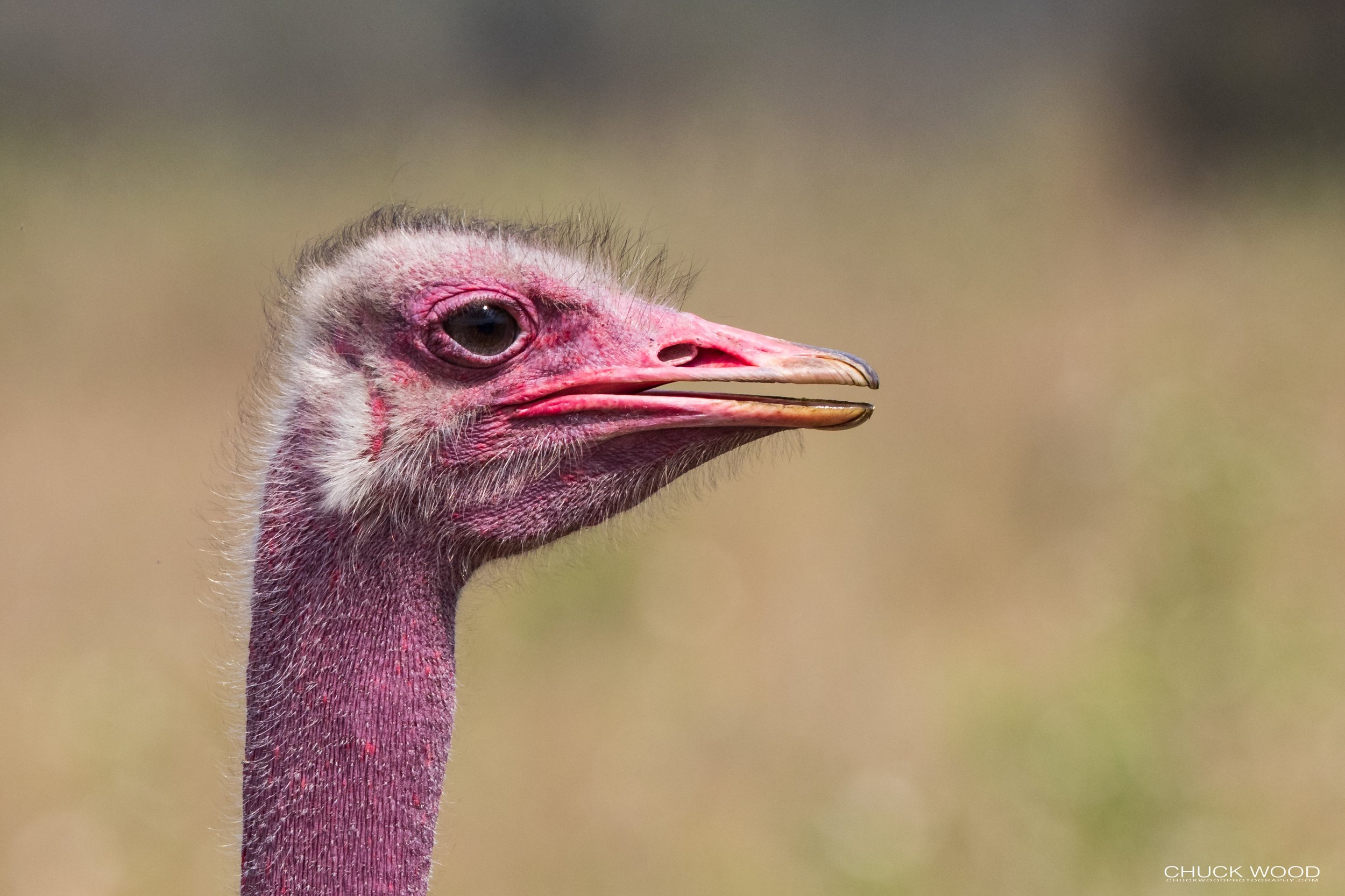  Serengeti, Tanzania 2021 