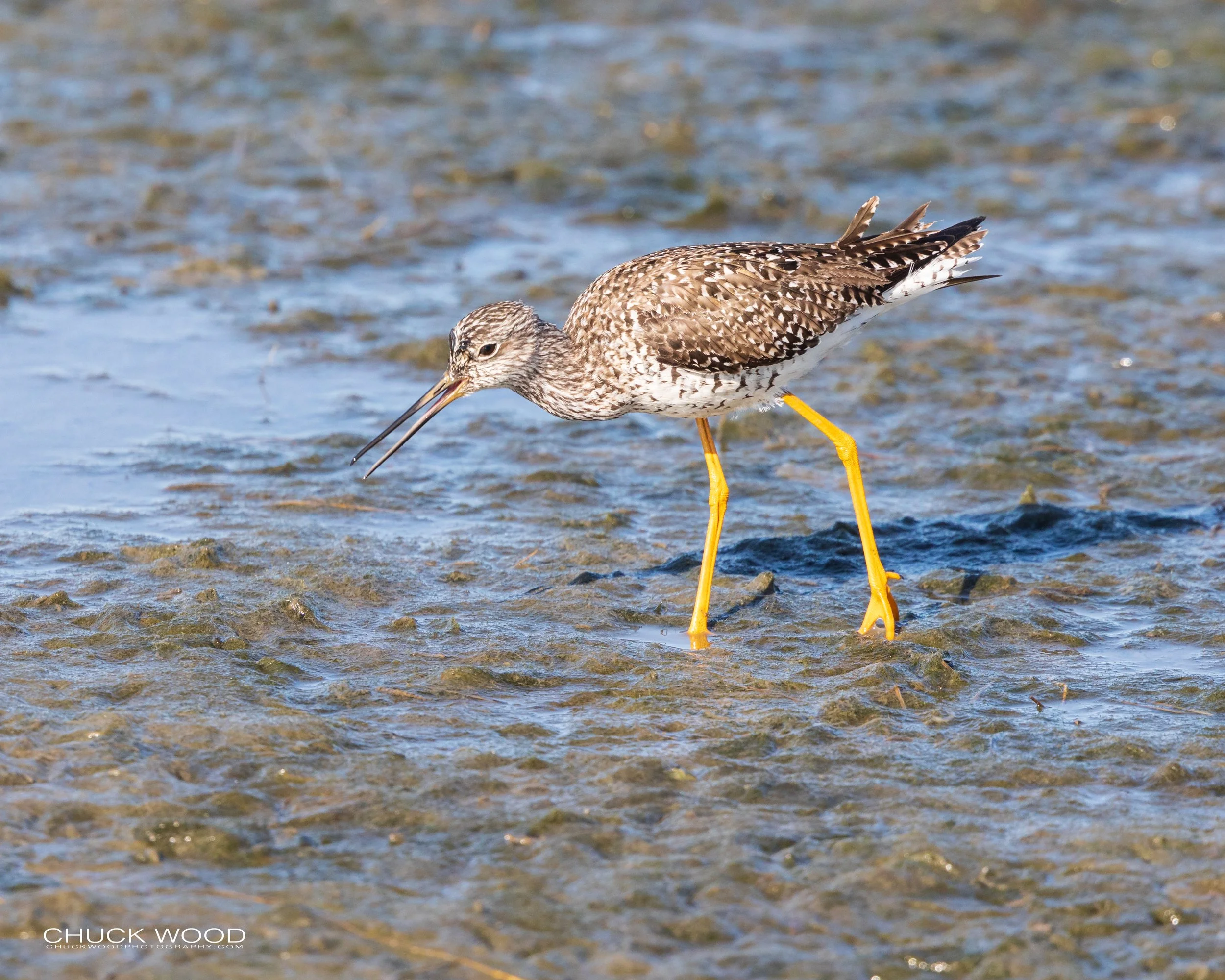  Forsythe NWR, NJ 2020 