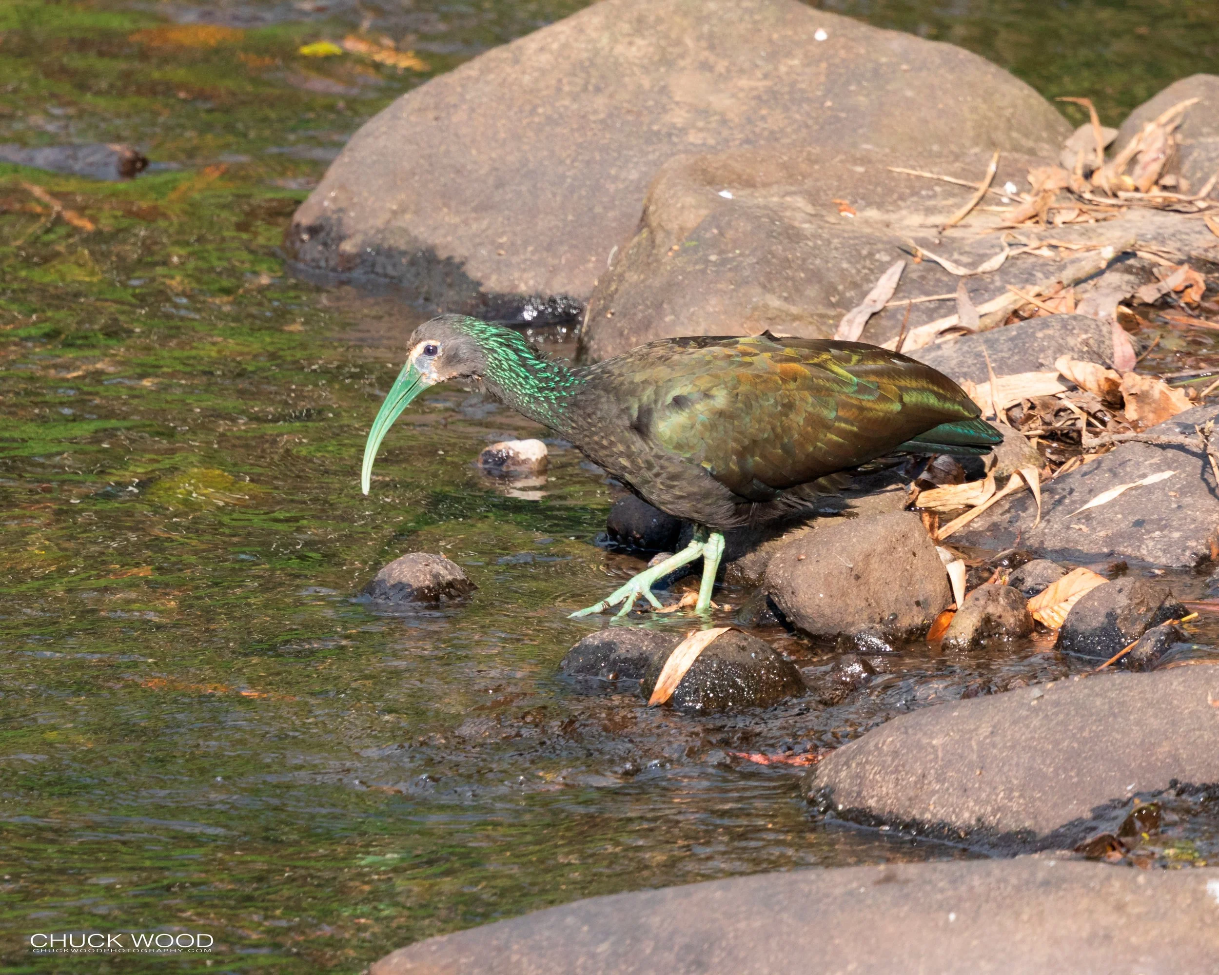  Tuis River Valley, Costa Rica 2020 