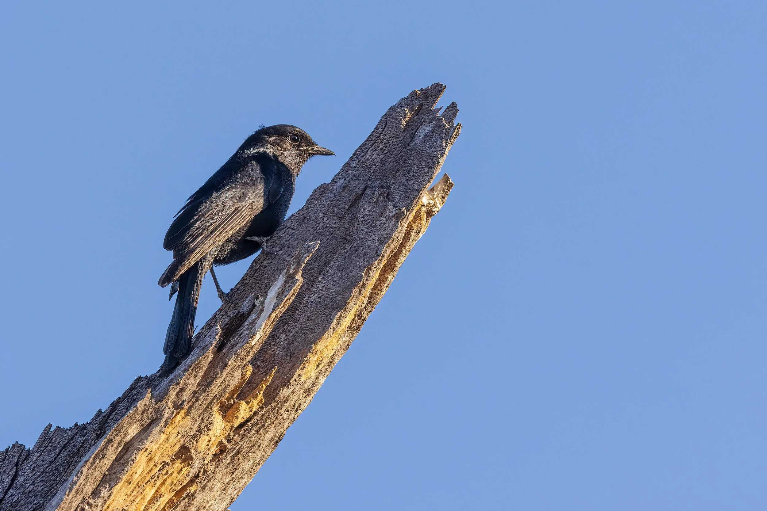  Moremi, Botswana 2023 