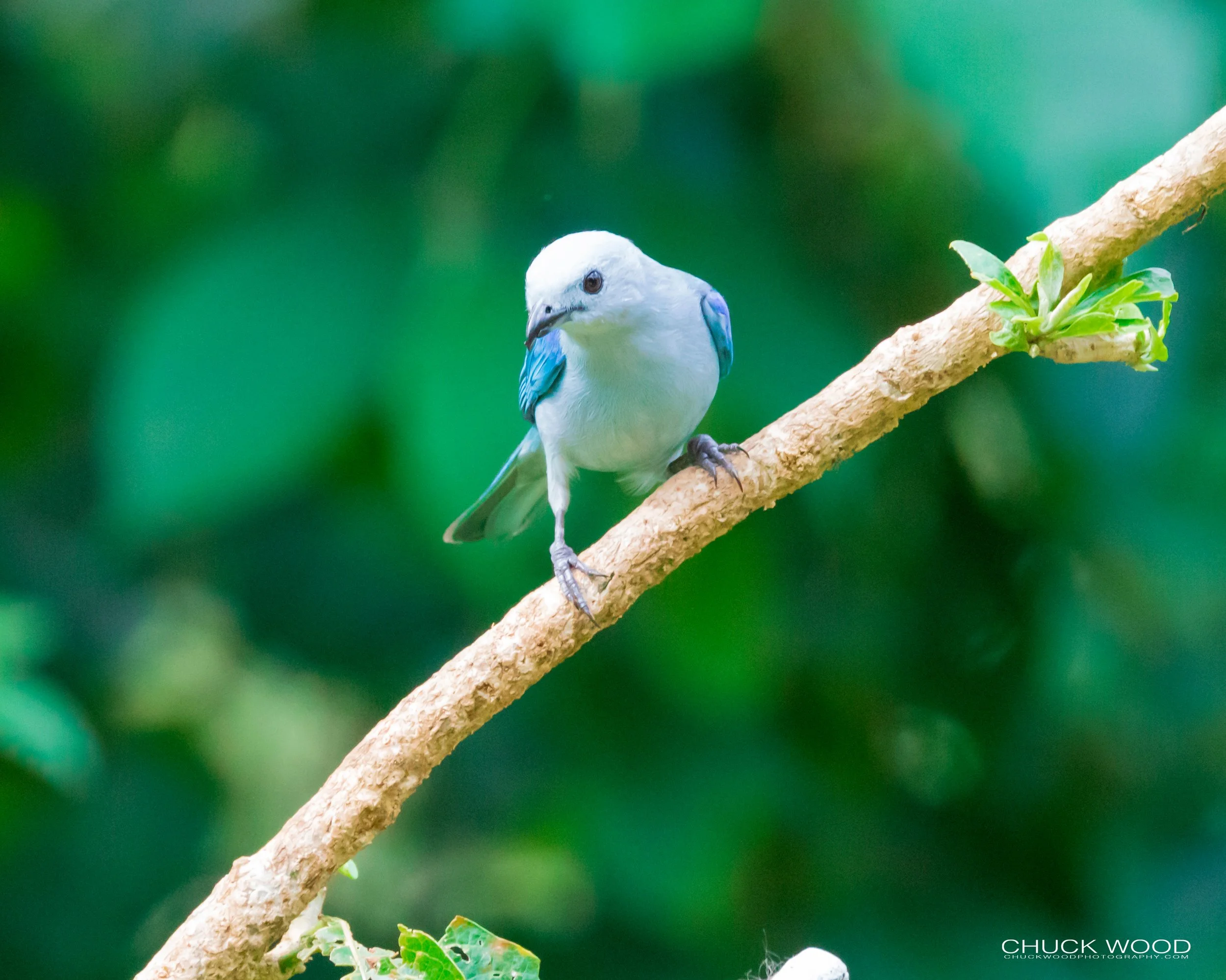  Rancho Naturalista, Costa Rica 2020 
