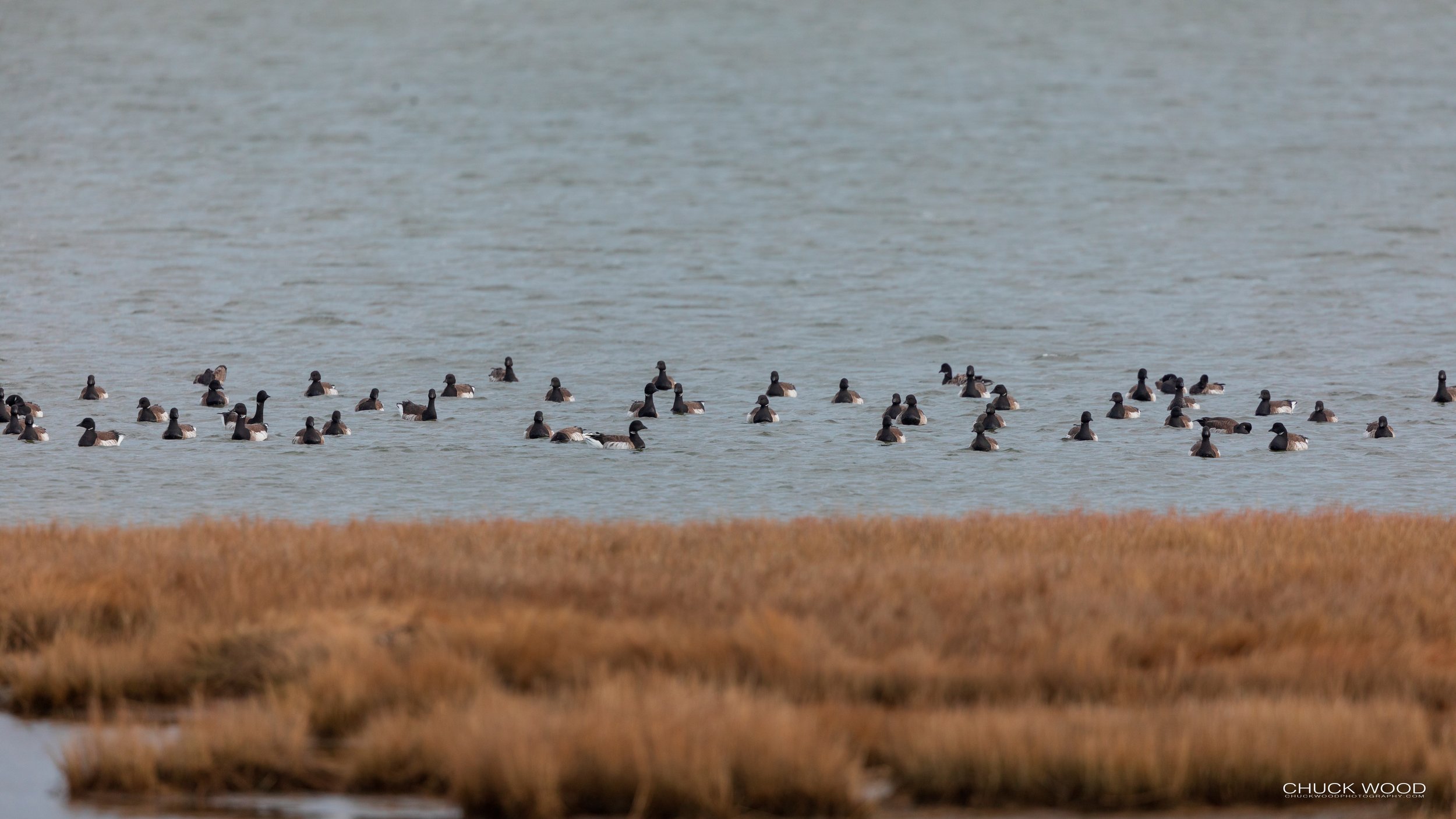 Forsythe NWR, NJ 2019 