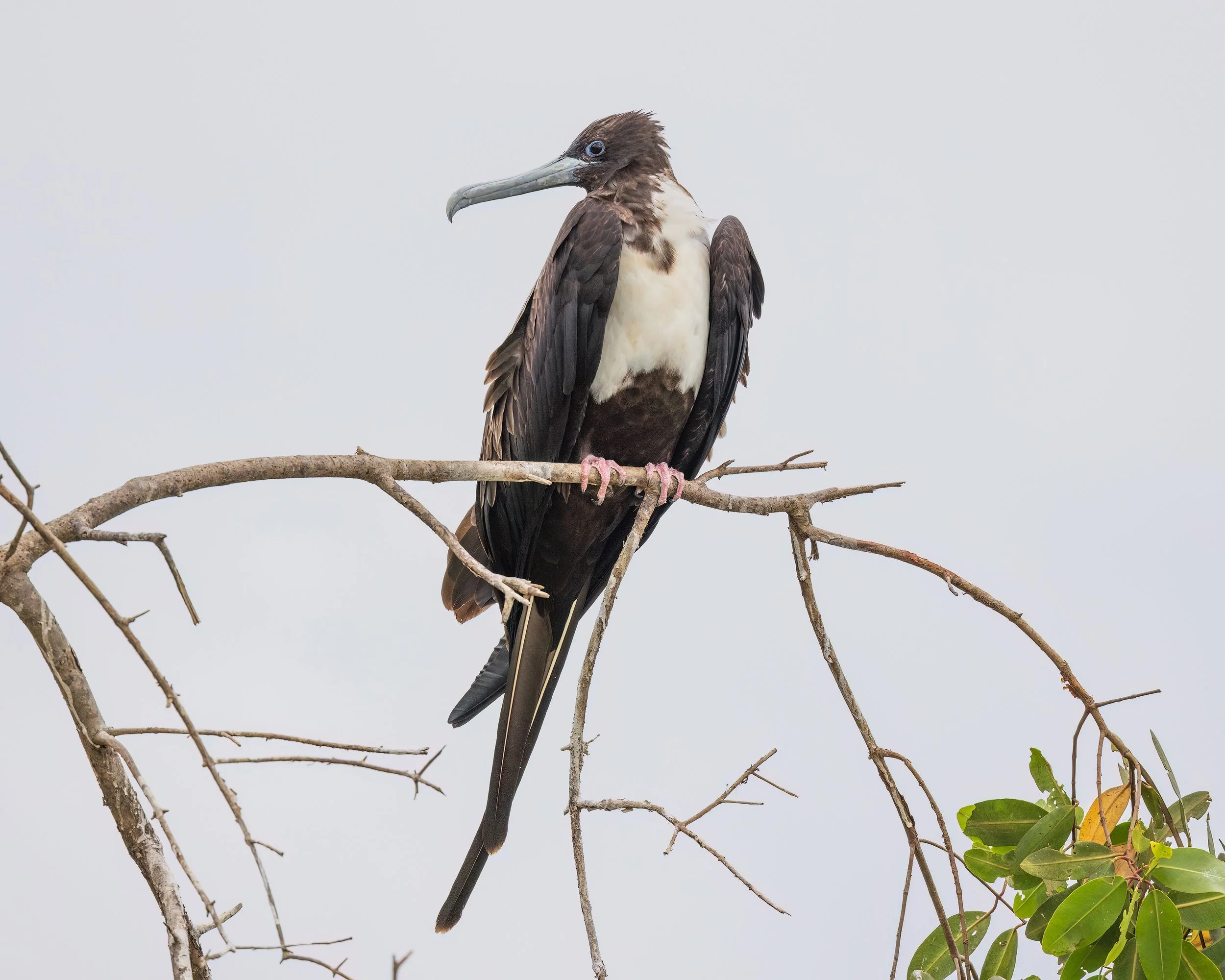  Tarcoles River, Costa Rica 2022 
