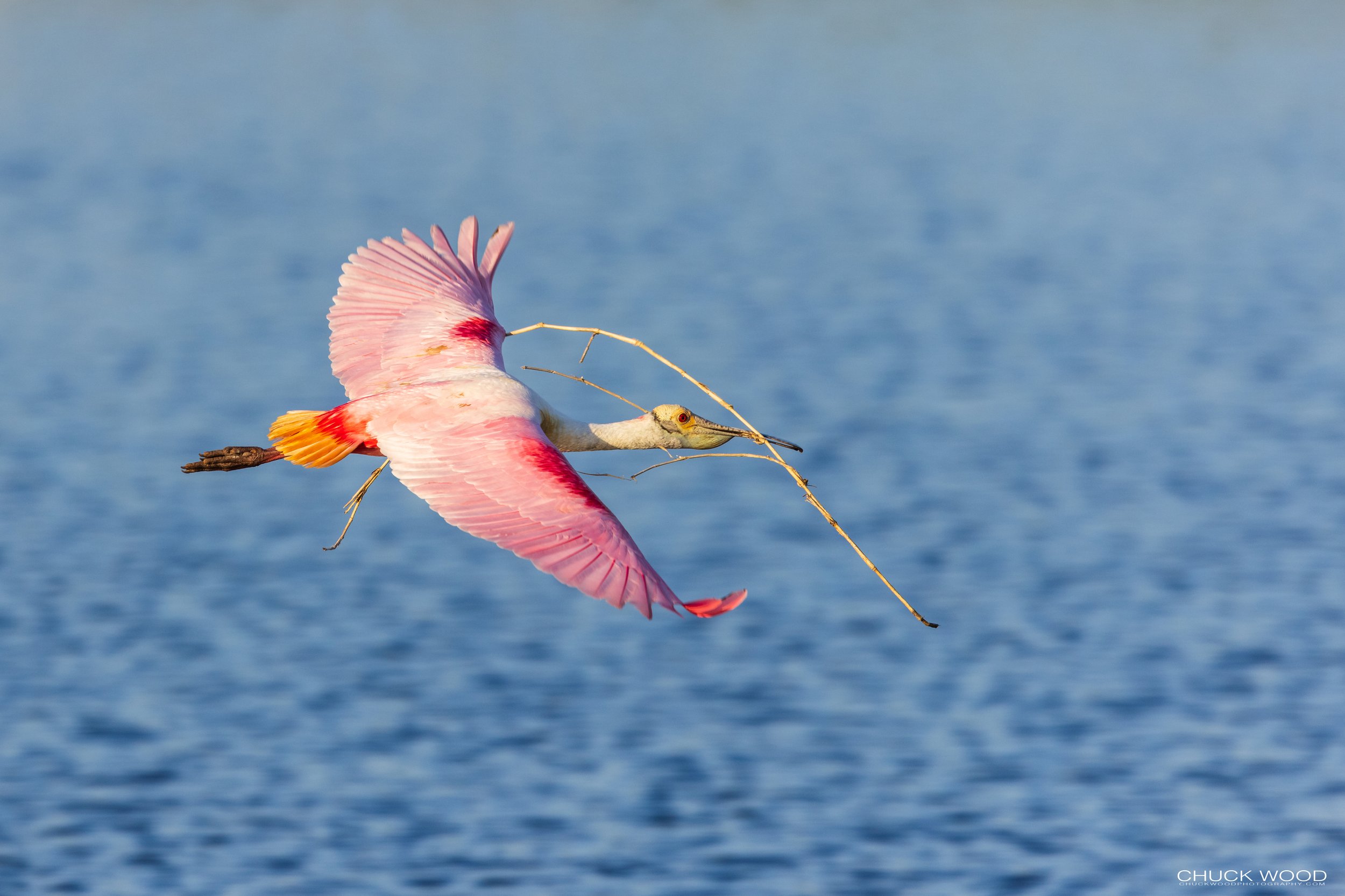  Stick Marsh, FL 2021 