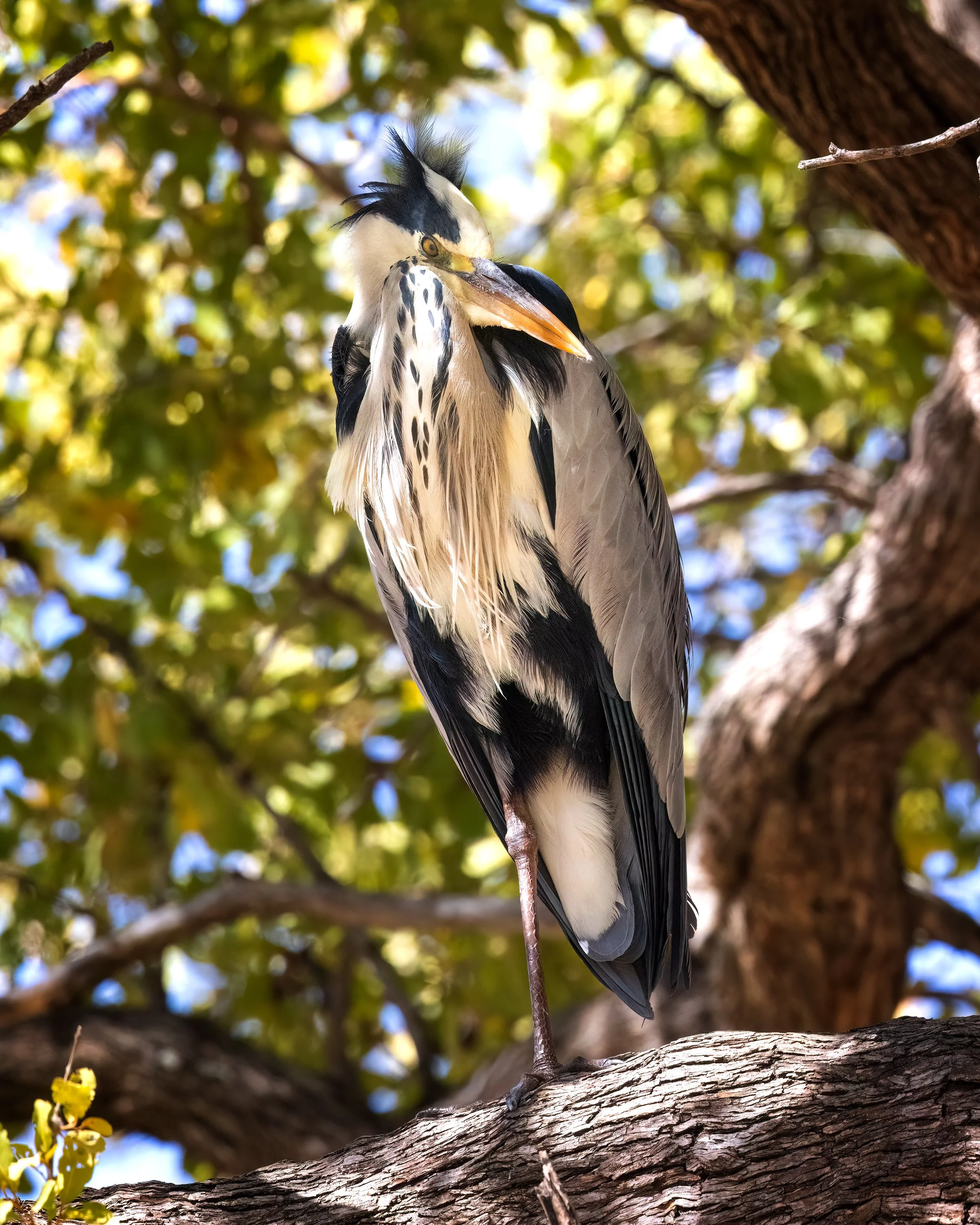  Moremi, Botswana 2023 