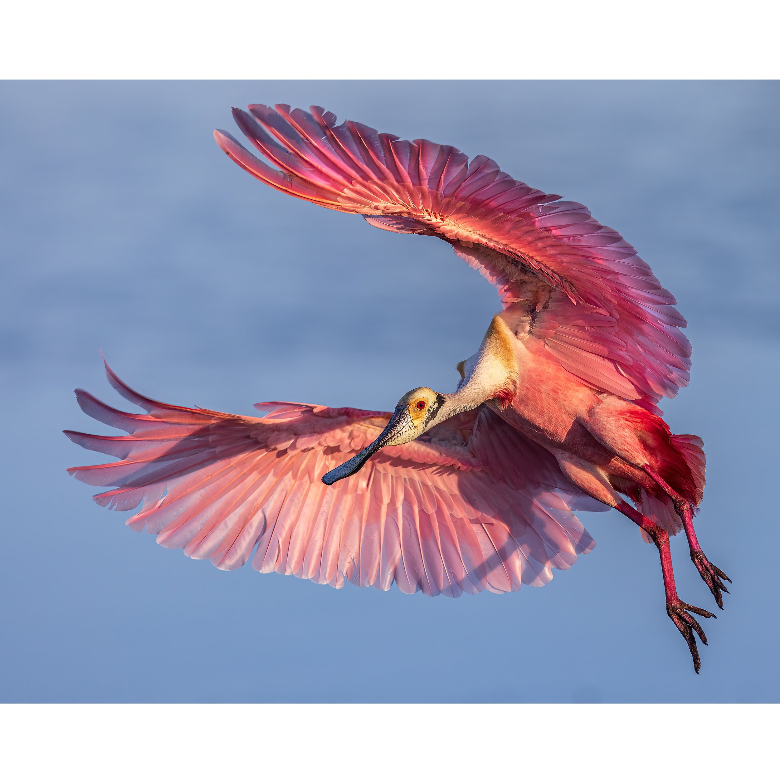 CW00041-Roseate-Spoonbill-2022-square.jpg