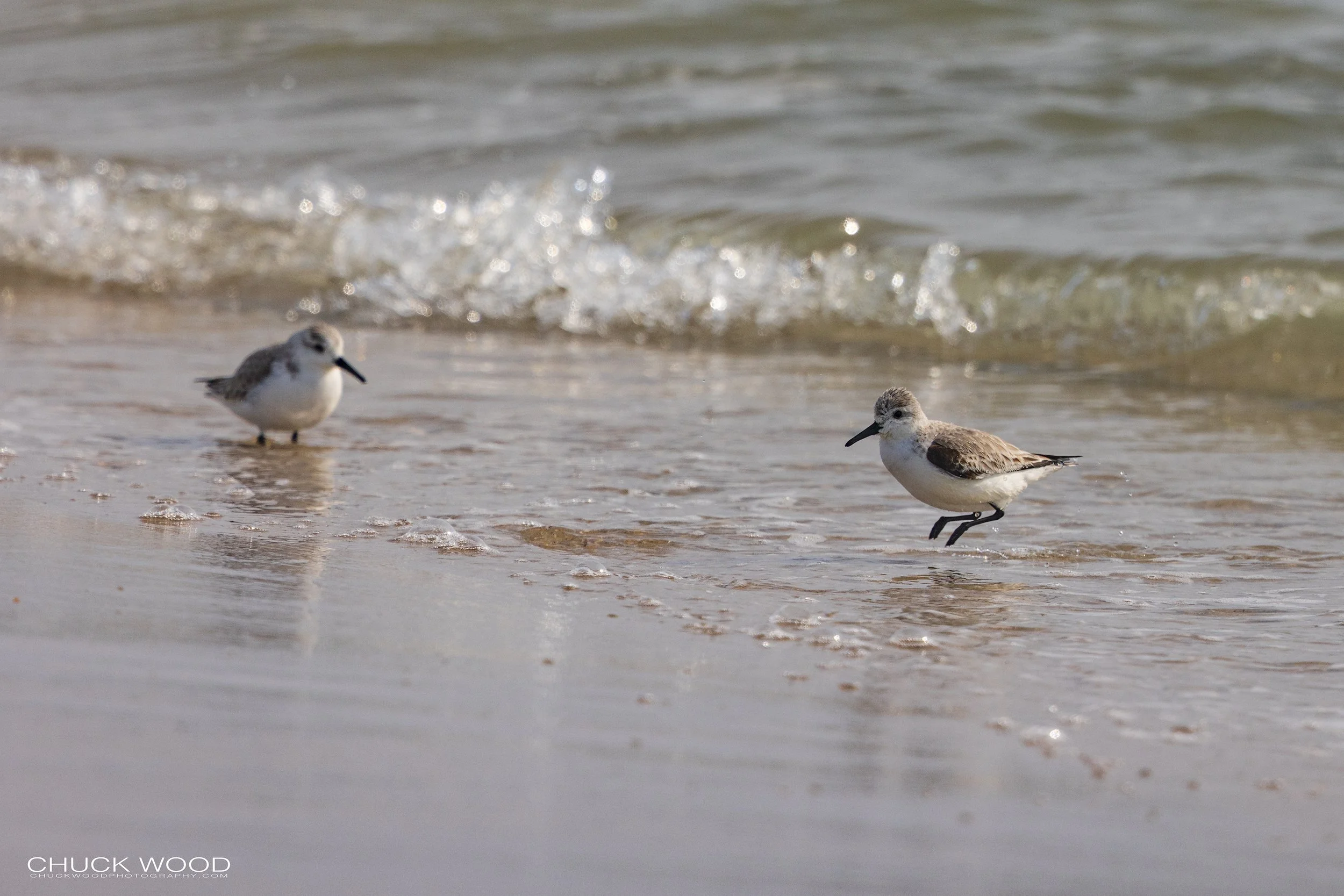  Long Beach Island, NJ 2022 