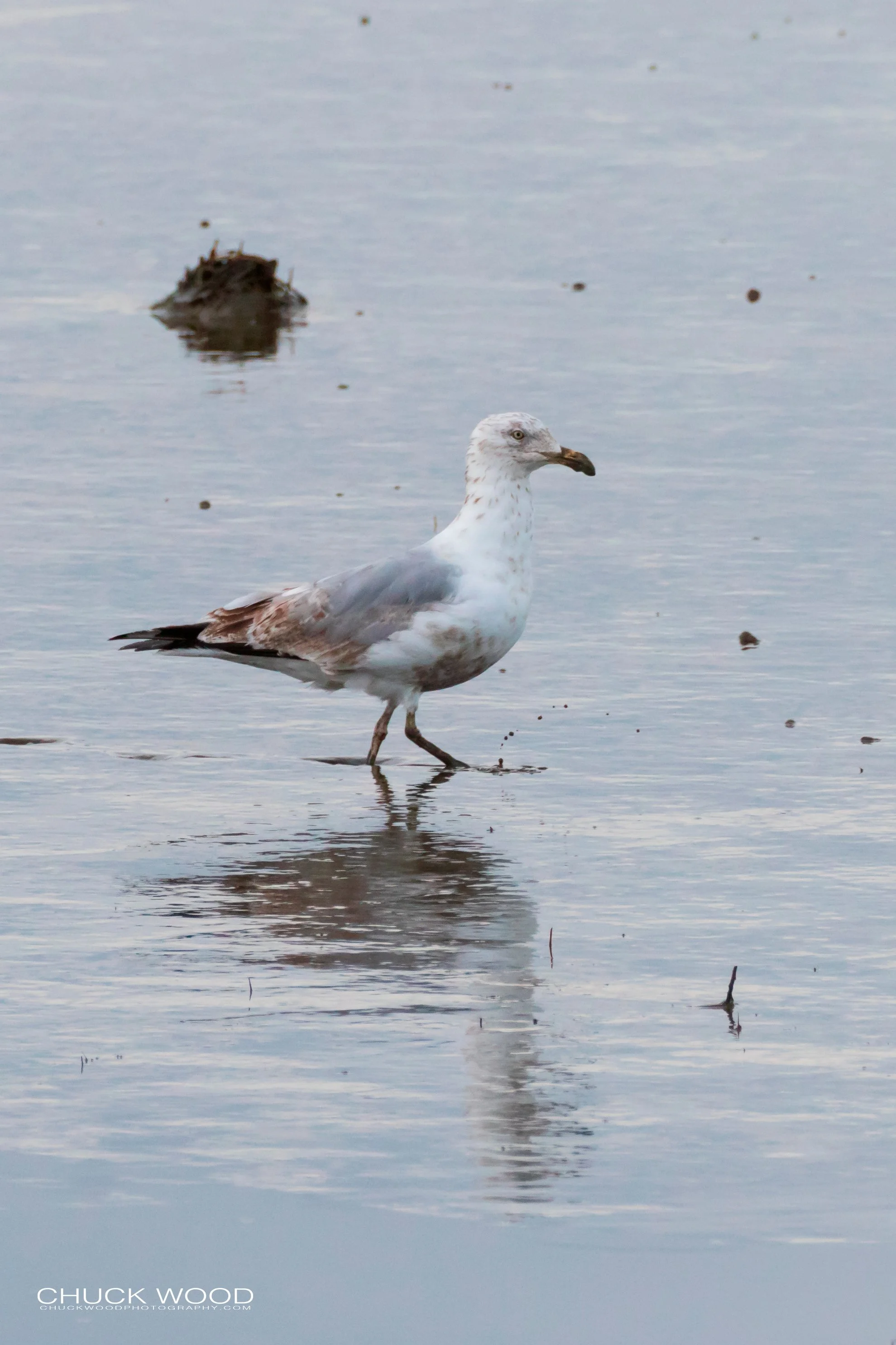  Forsyth NWR, NJ 2019 