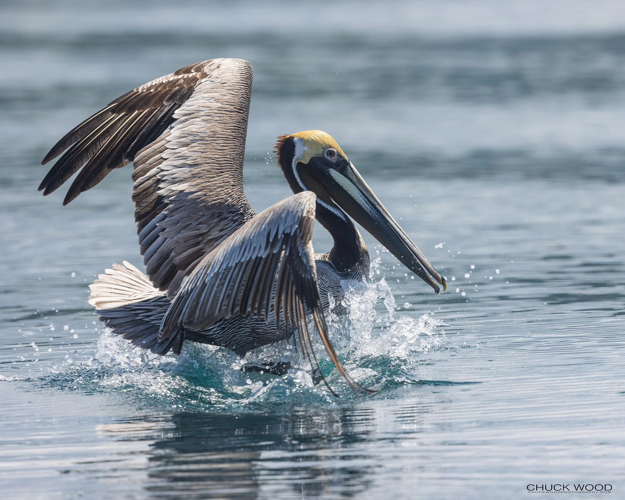 Osa Peninsula, Costa Rica 2022 