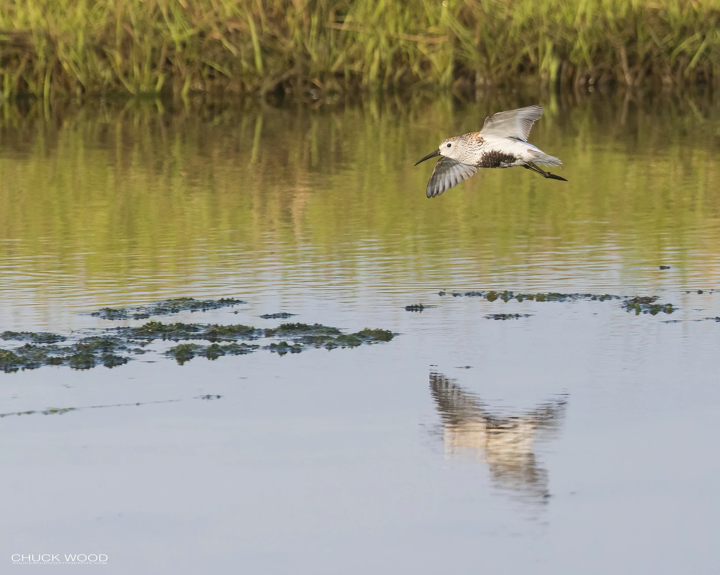  Forsythe NWR, NJ 2022 