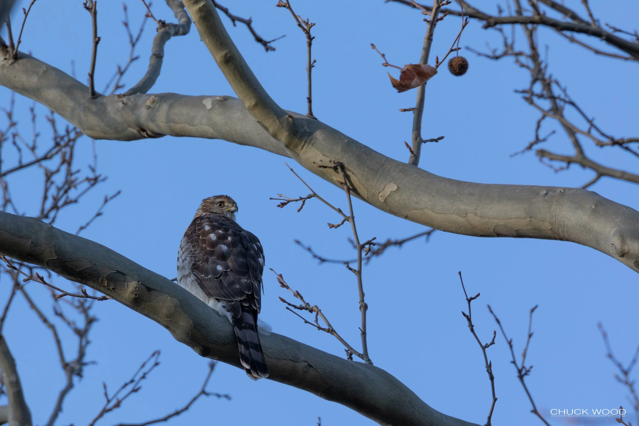  Central Park NYC, 2018 