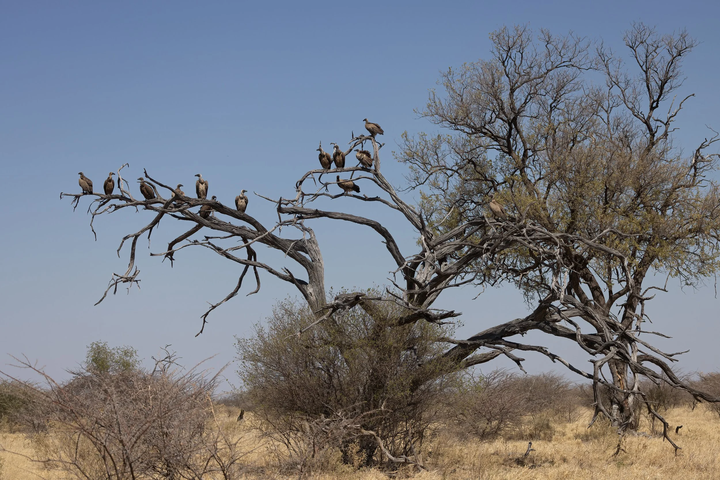  Savuti, Botswana 2023 