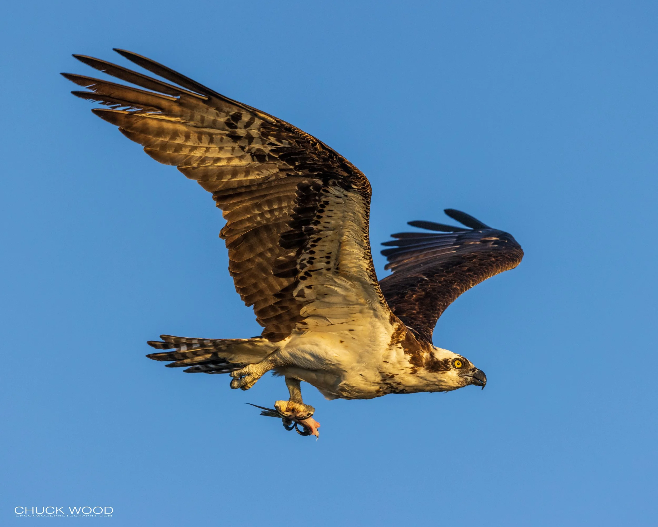 Blue Cypress, FL 2021