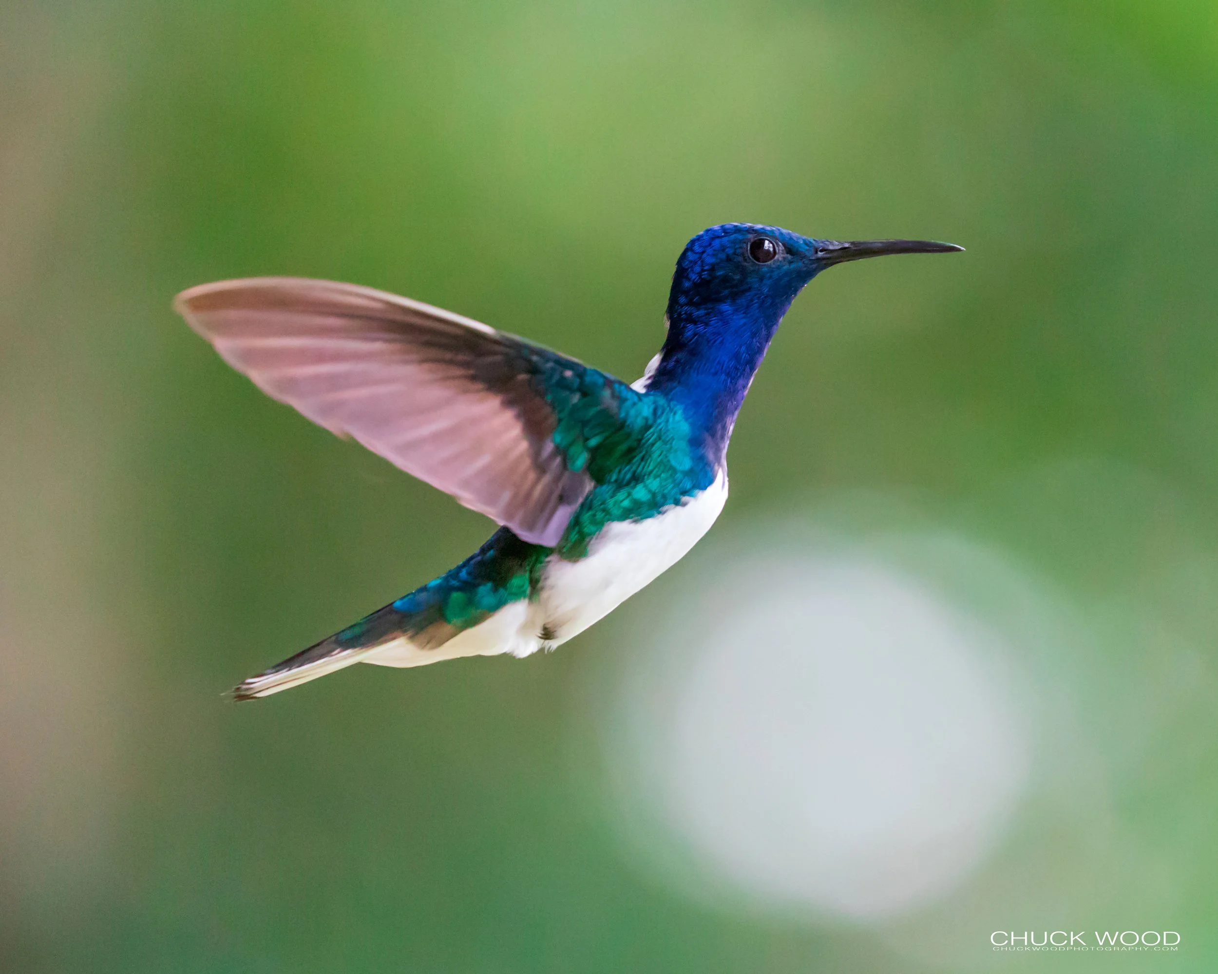  Rancho Naturalista, Costa Rica 2020 