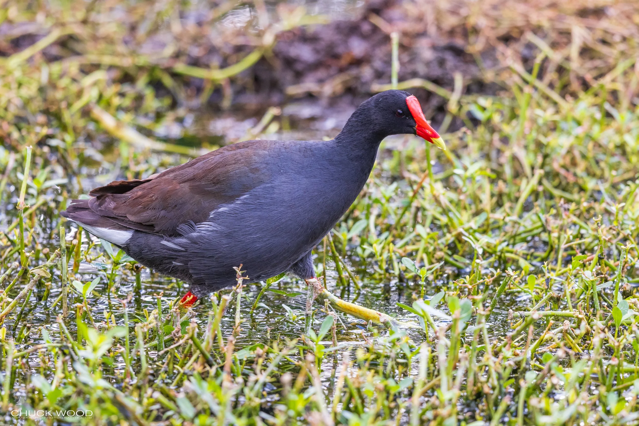  Wakodahatchee, FL 2021 