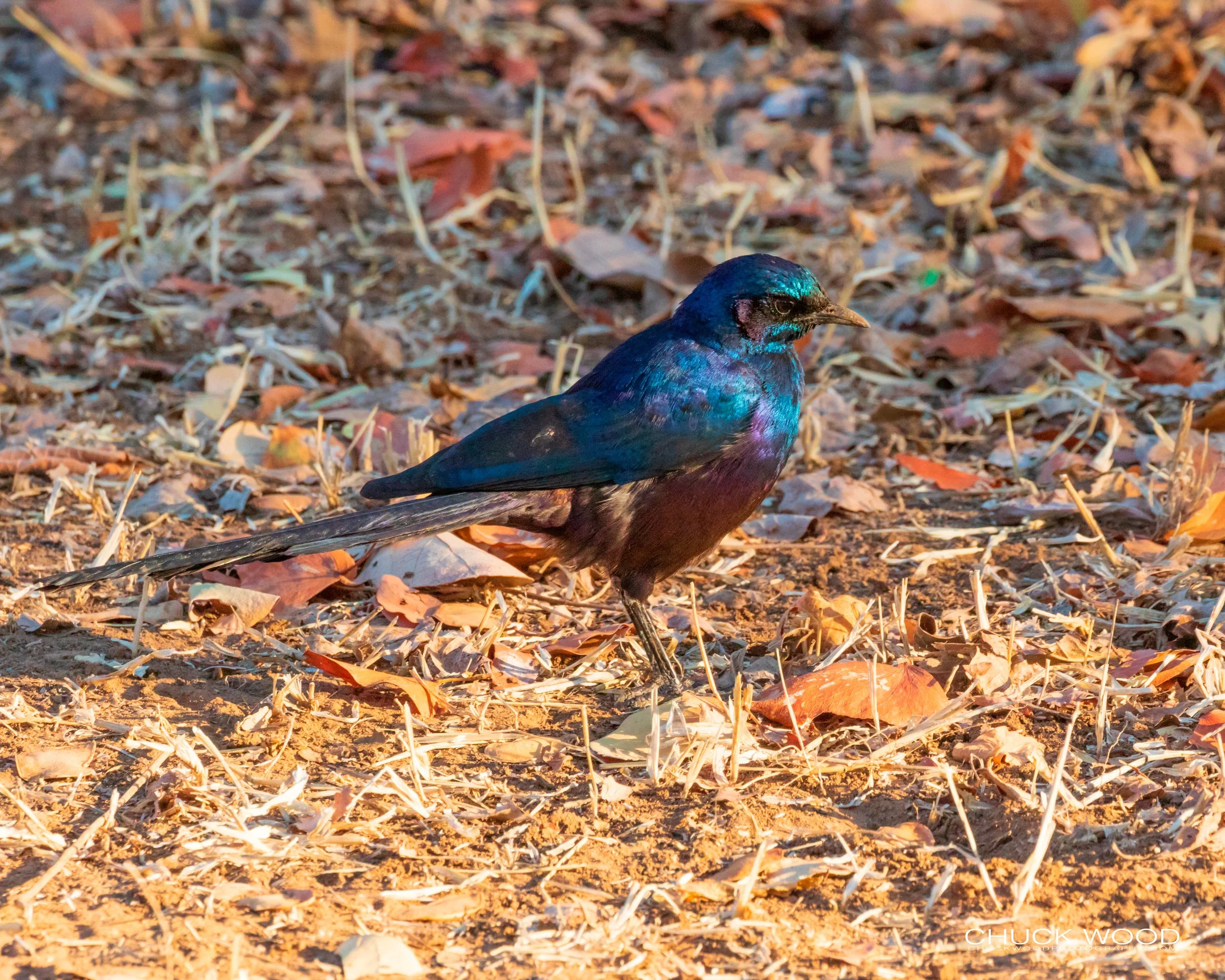   Mana Pools, Zimbabwe 2019 