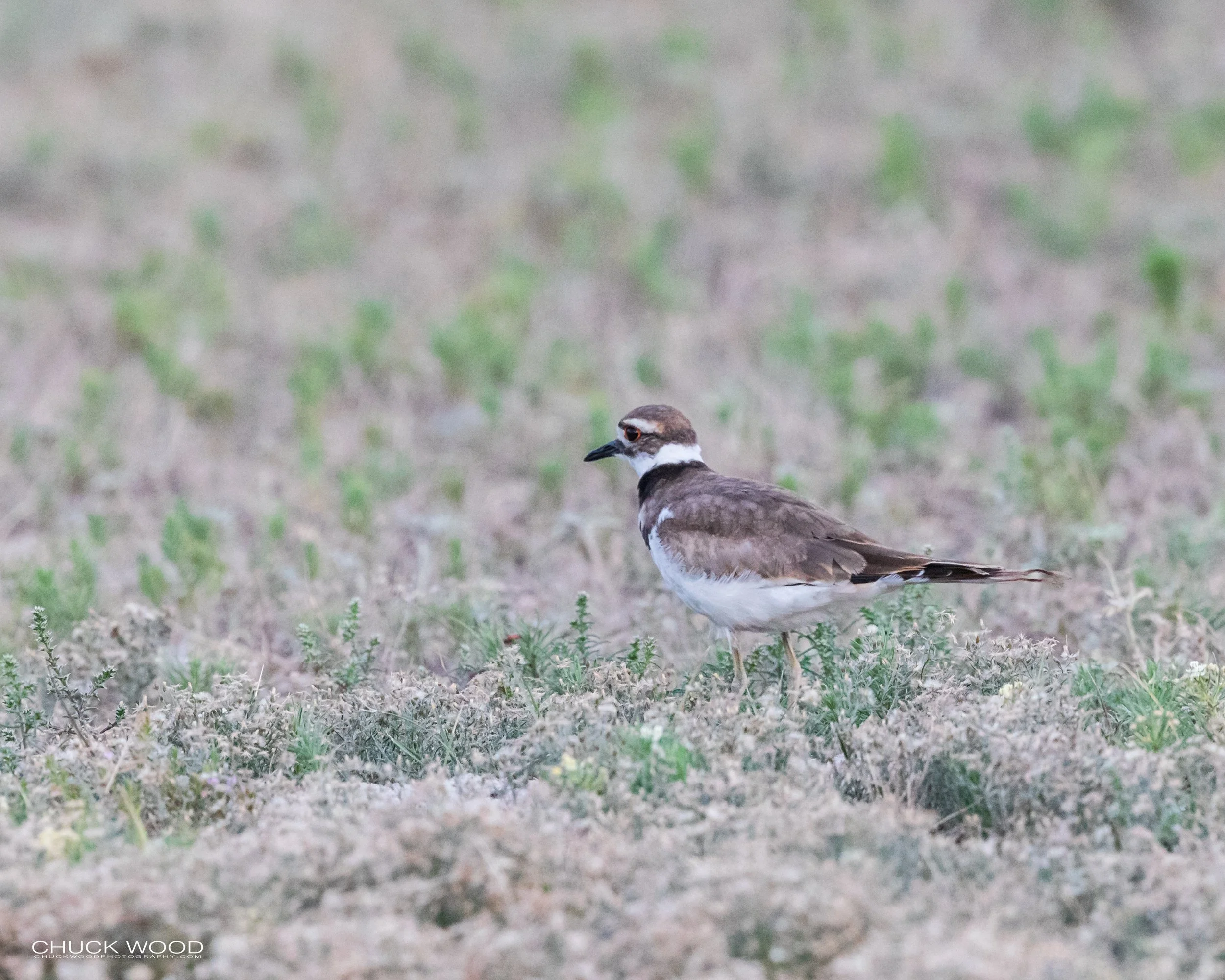  Theodore Roosevelt NP, ND 2020 