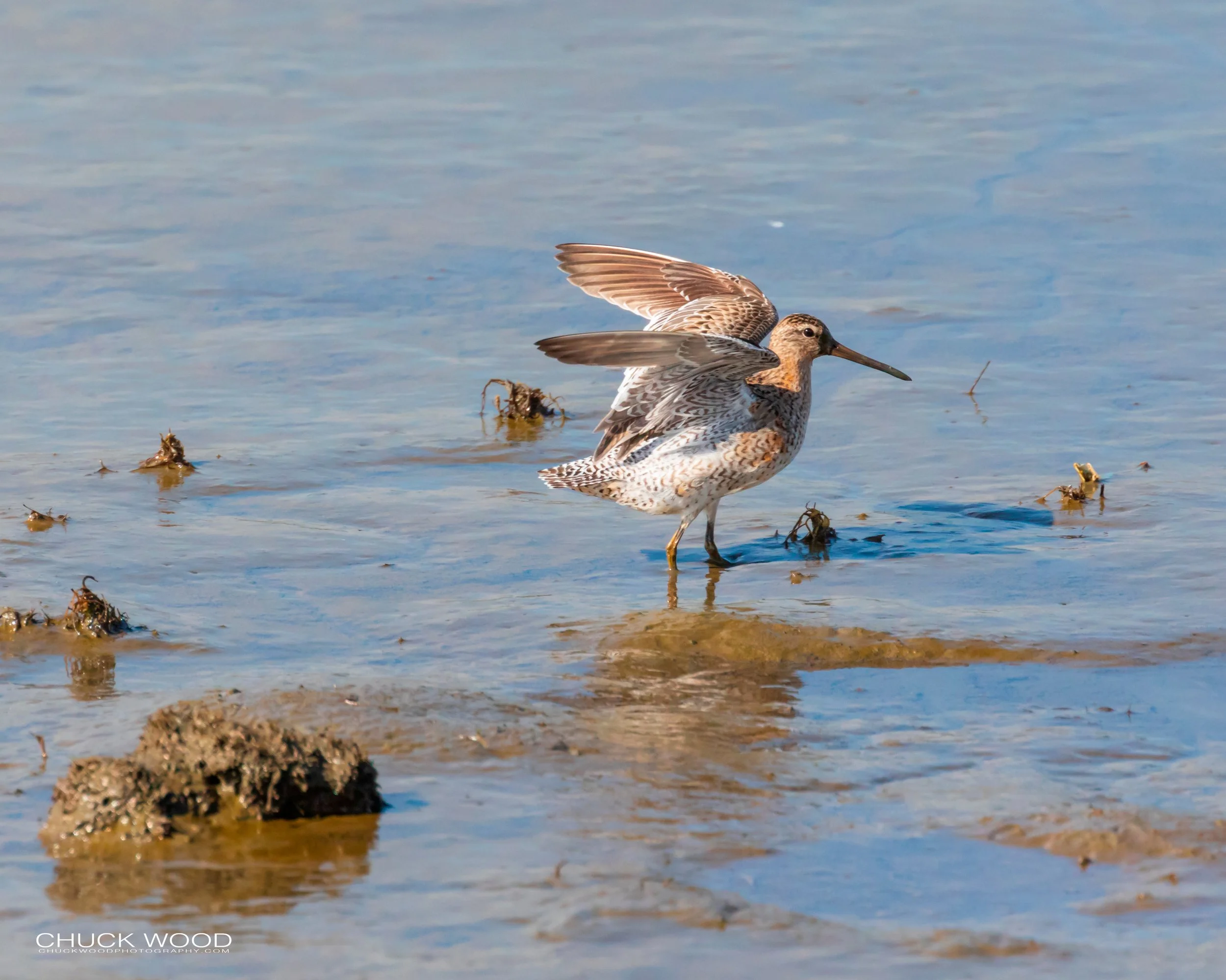   Forsythe NWR, NJ 2019 