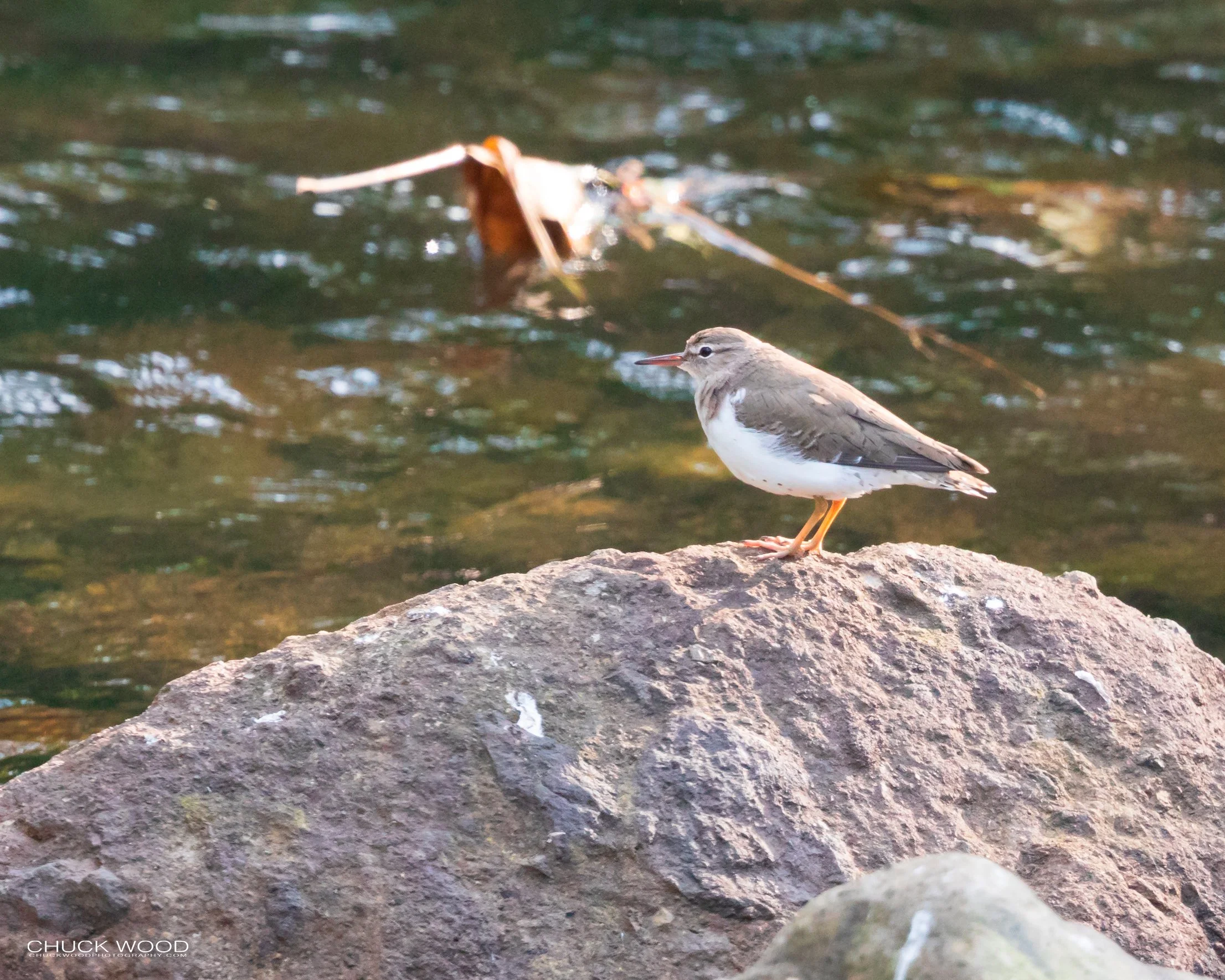   River Tuis Valley, Costa Rica 2020 