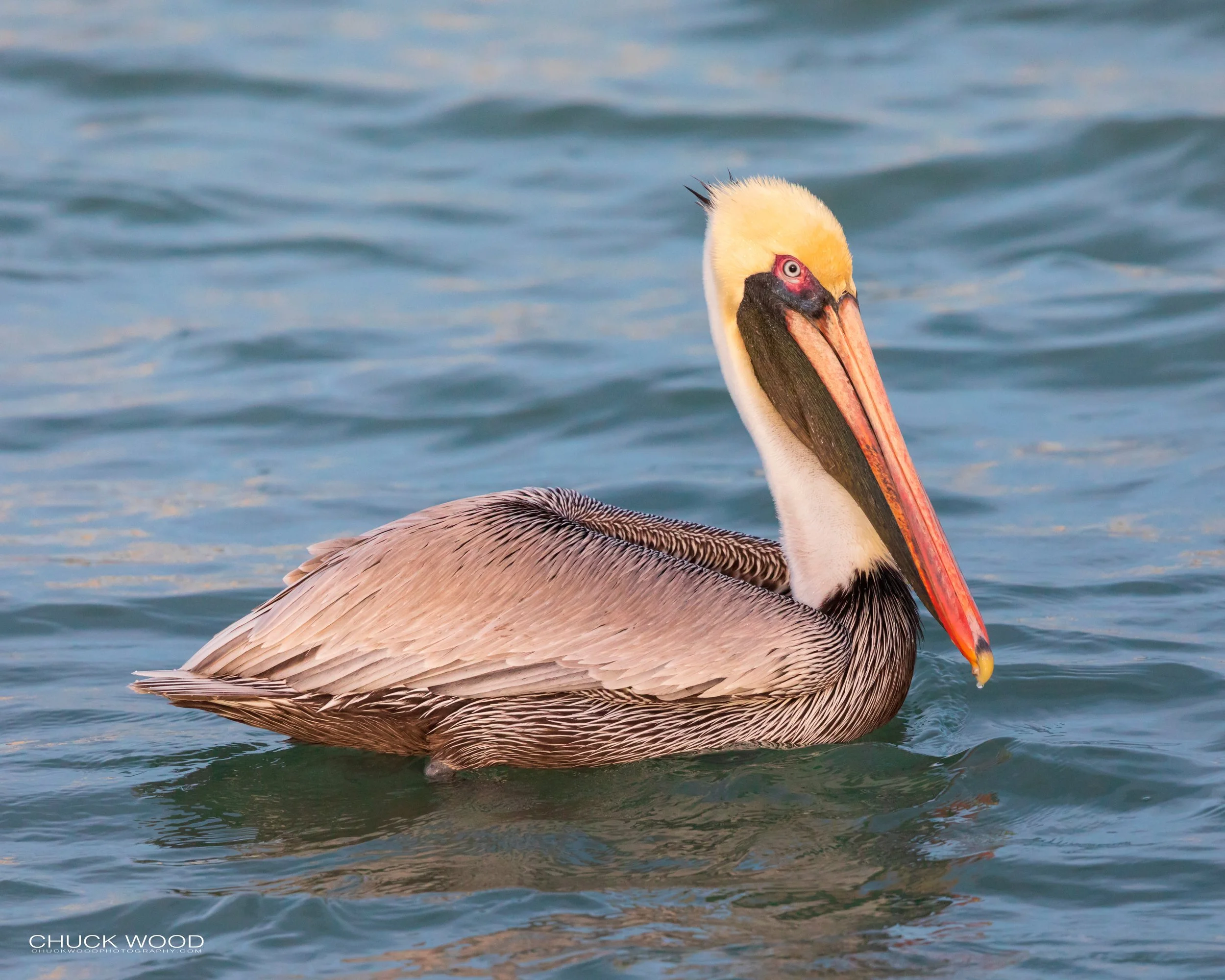  Sebastian Inlet, FL 2020 