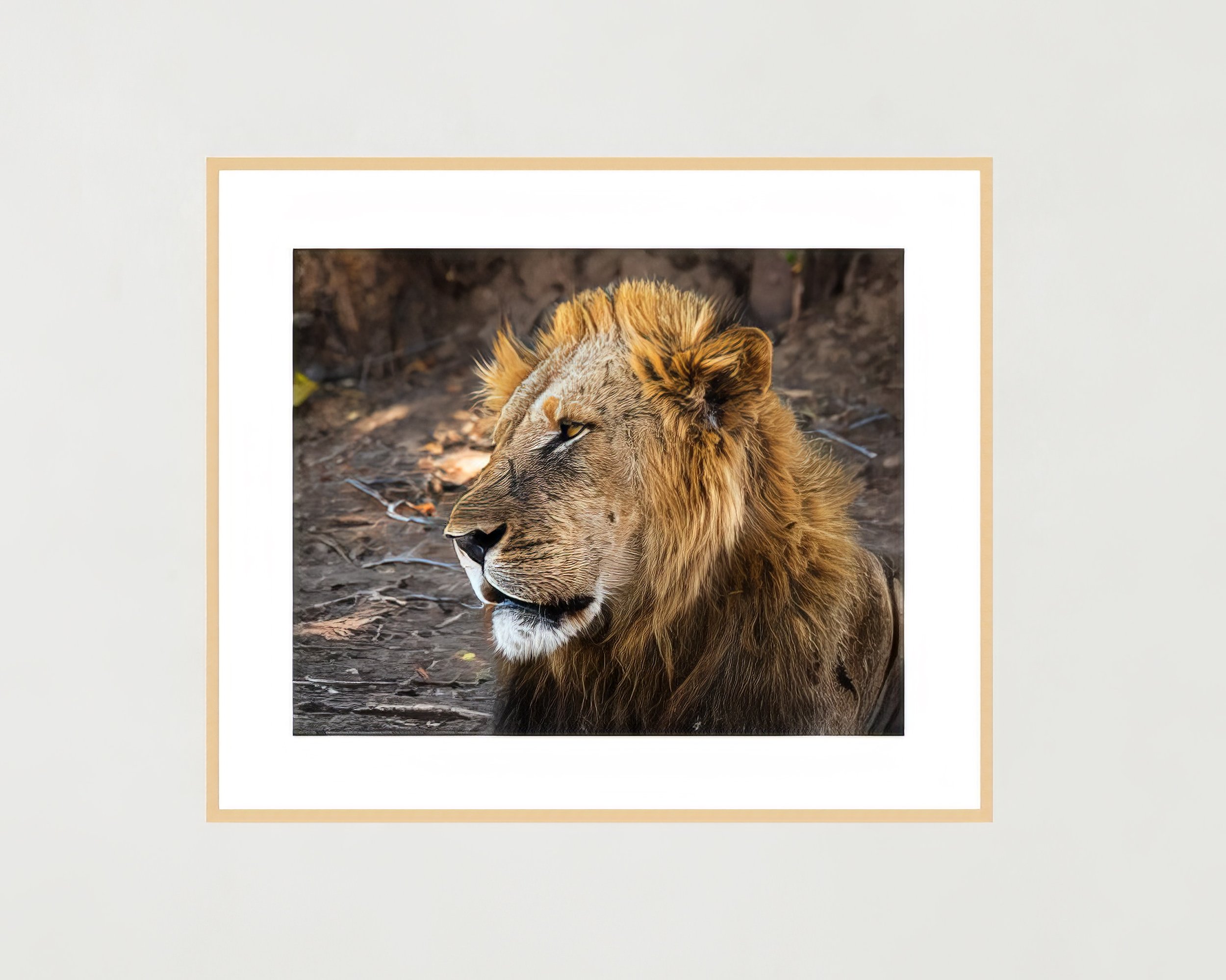 lion-mana-pools-frame.jpg