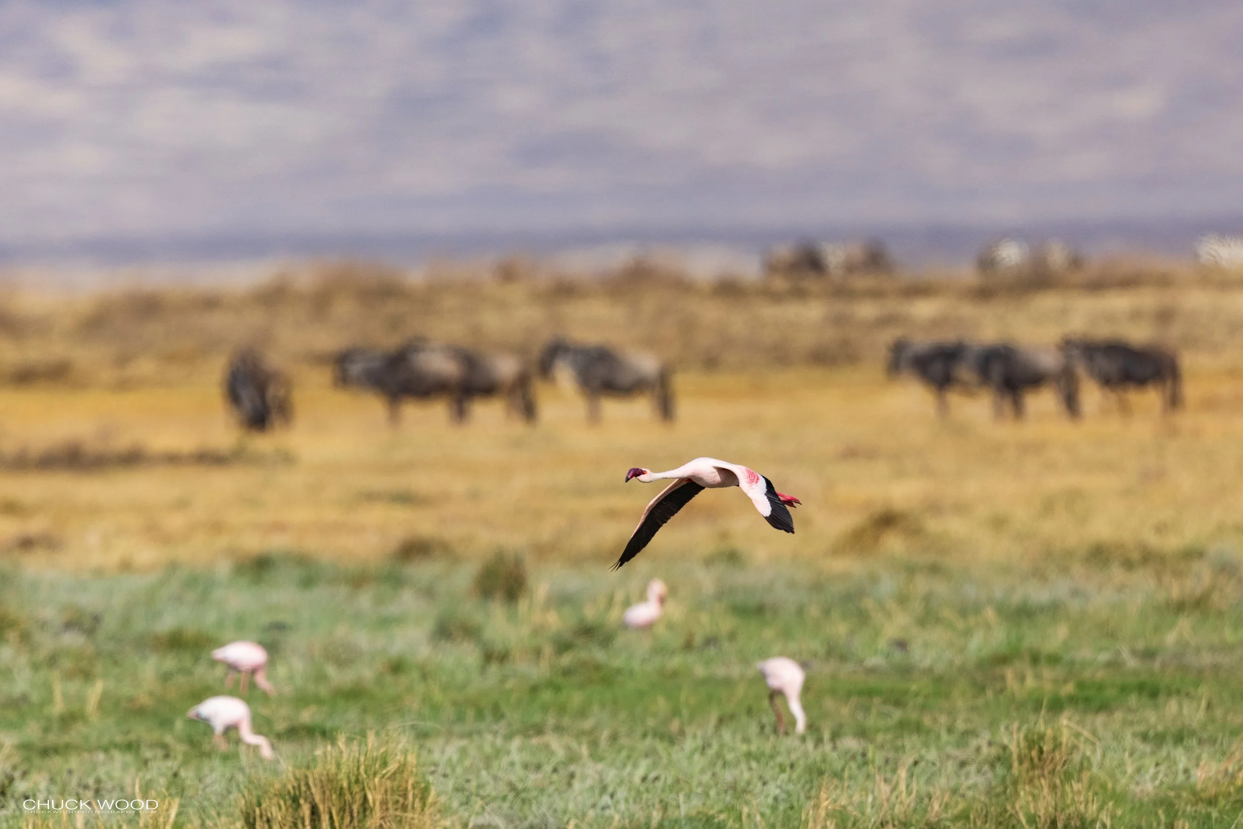  Ngorongoro Crater, Tanzania 2021 