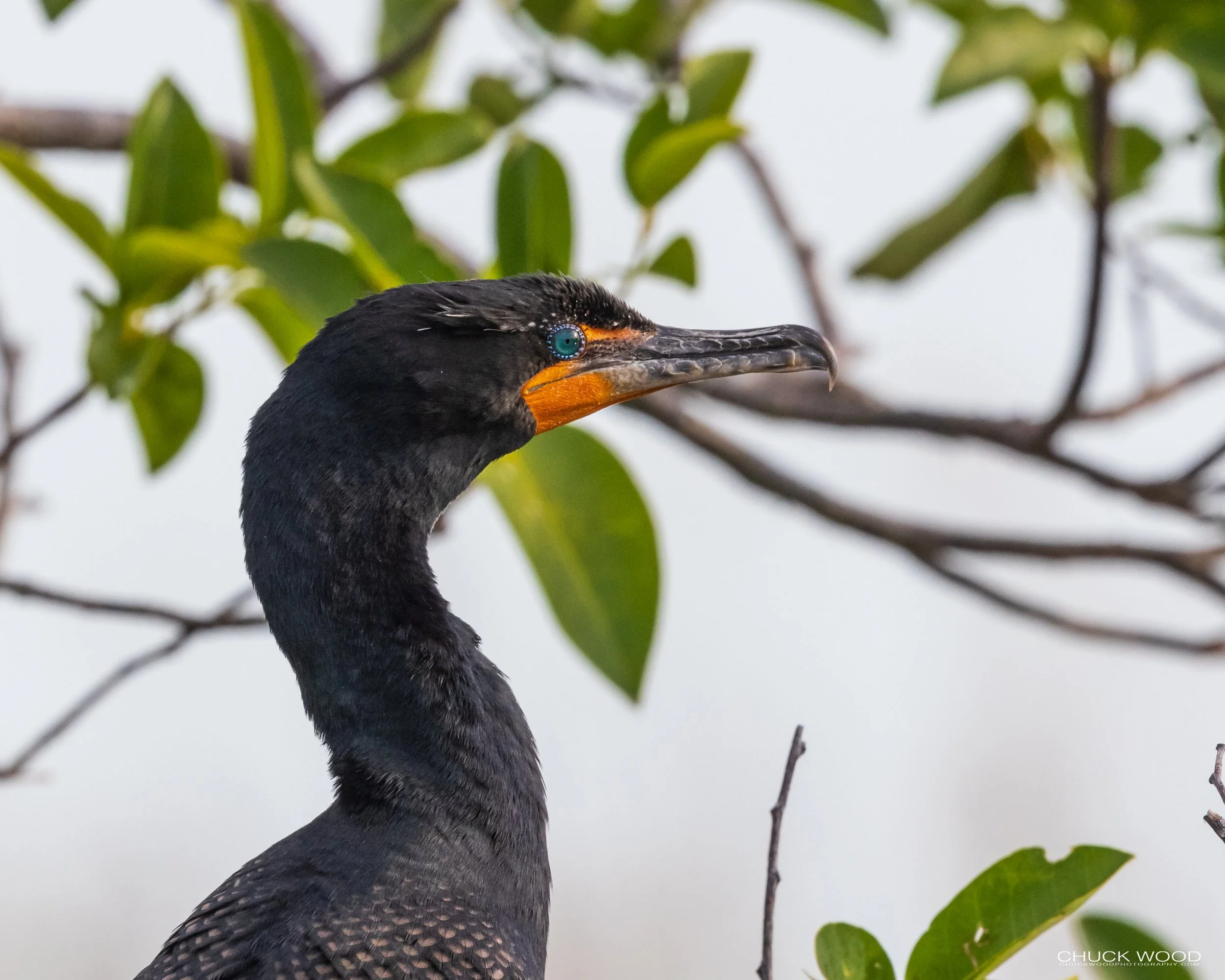  Anhinga Trail, FL 2021 