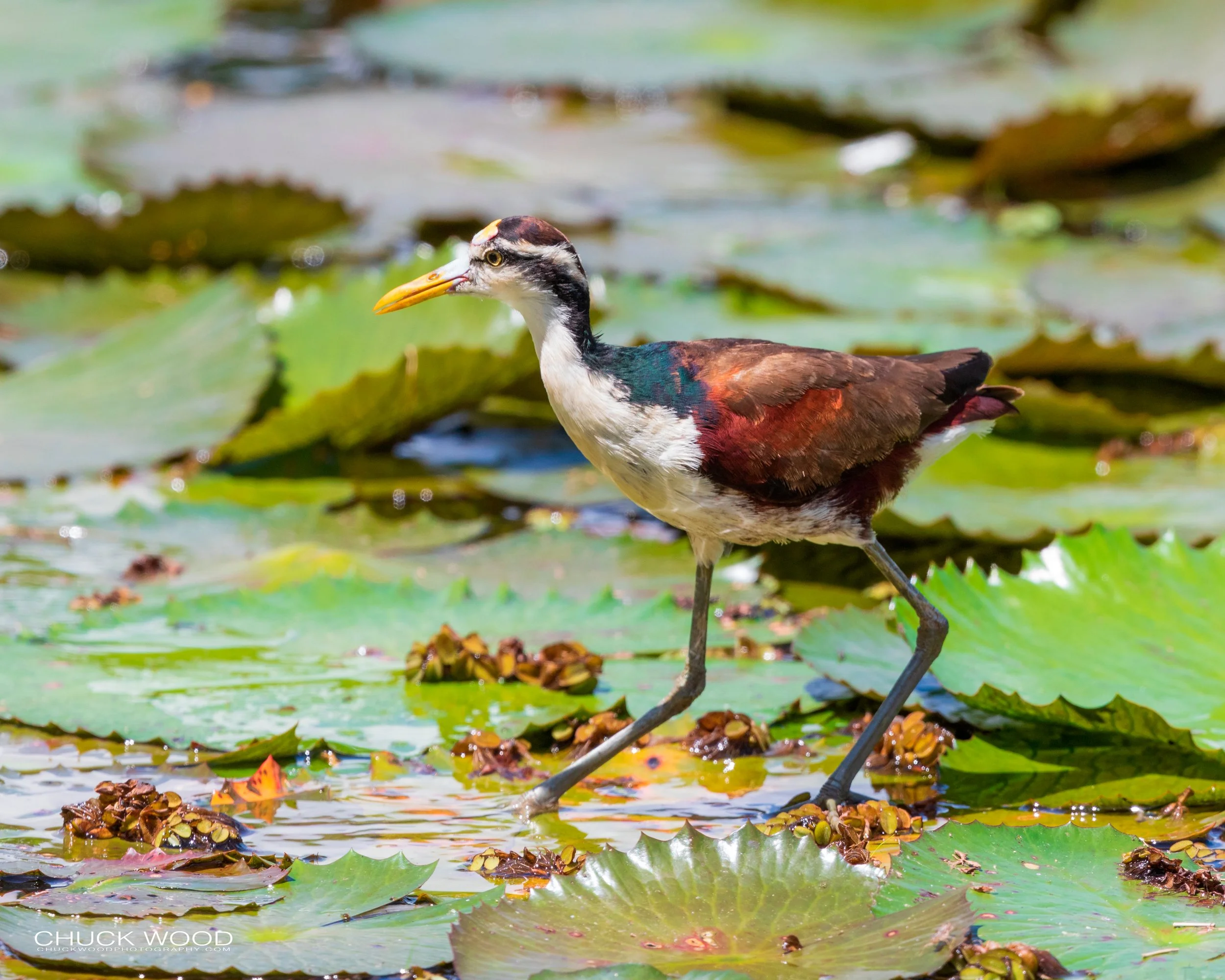  CATIE, Costa Rica 2020 