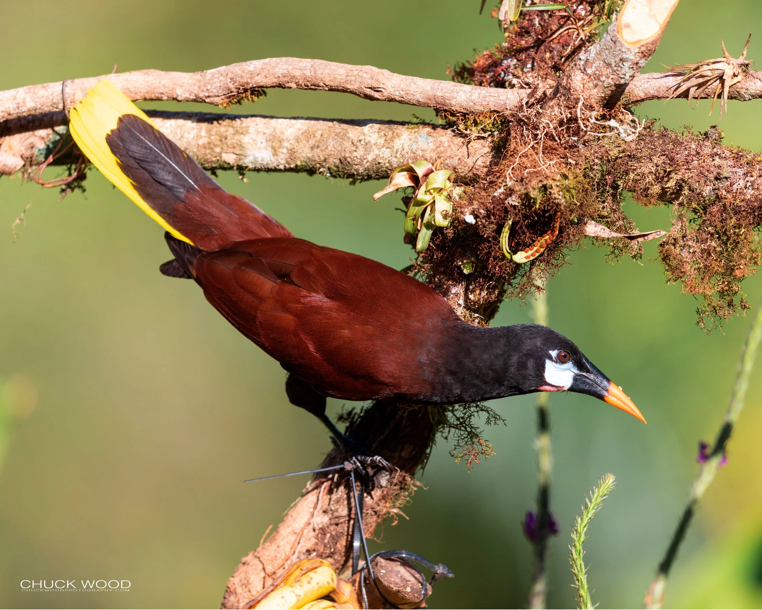  Rancho Naturalista, Costa Rica 2020 
