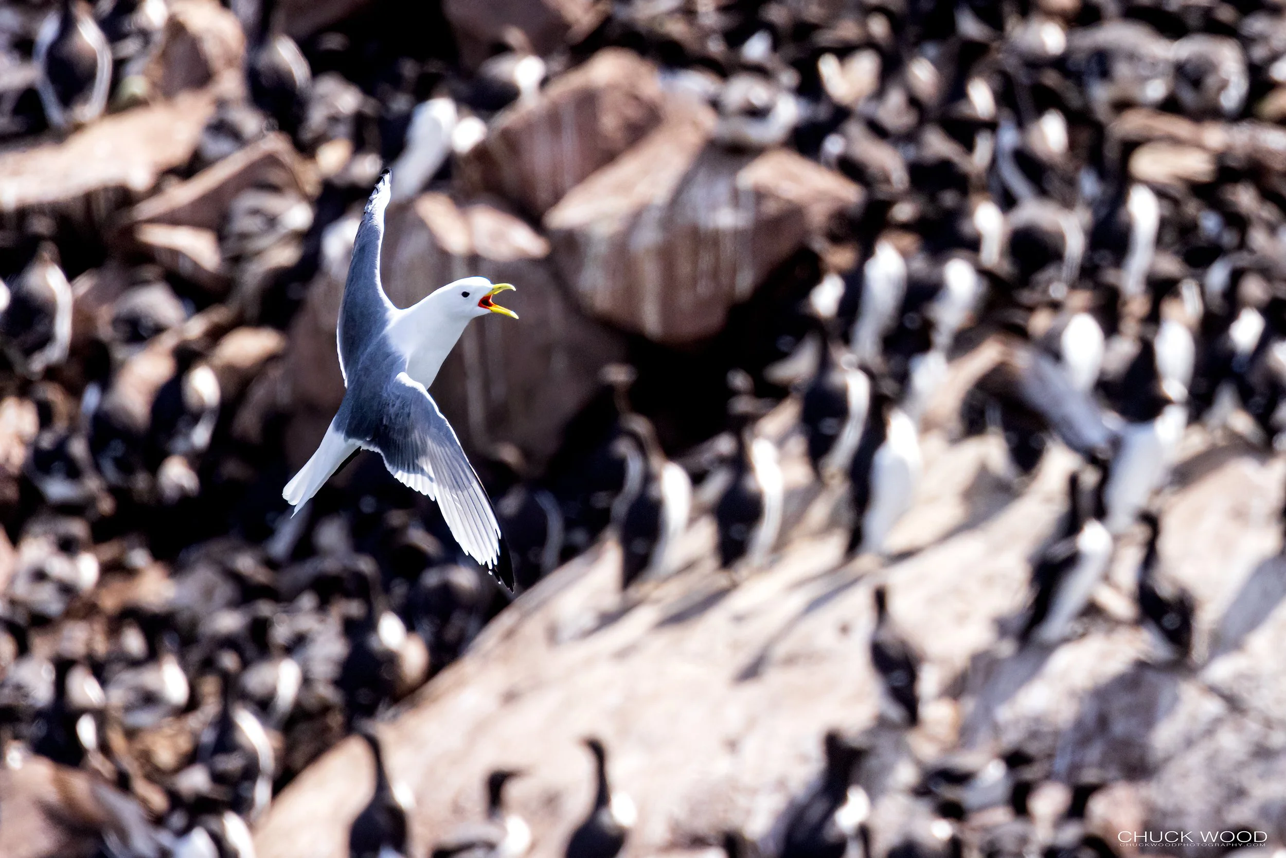  Williston NWR, NL 2022 