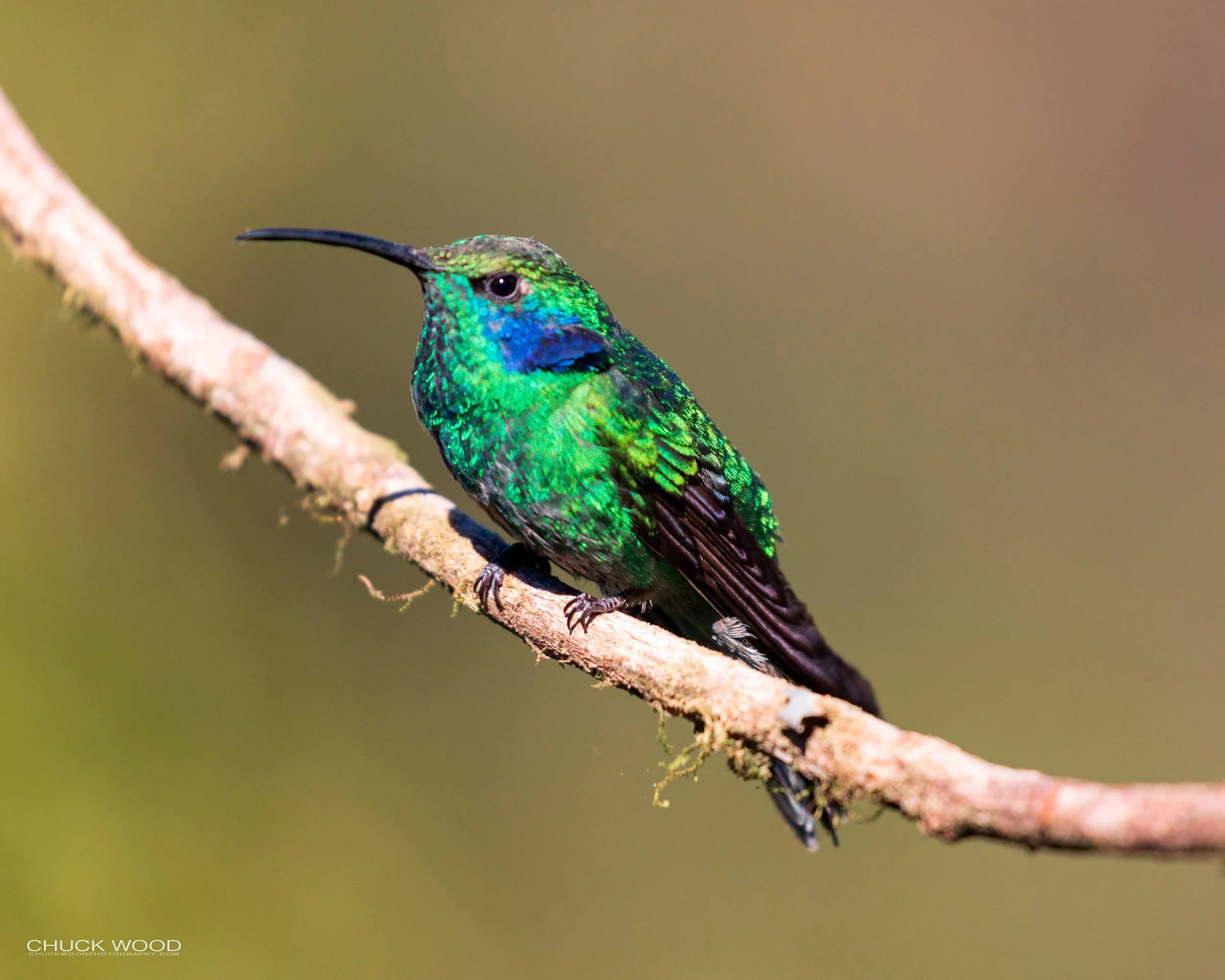  Paraiso Quetzal, Costa Rica 2020 
