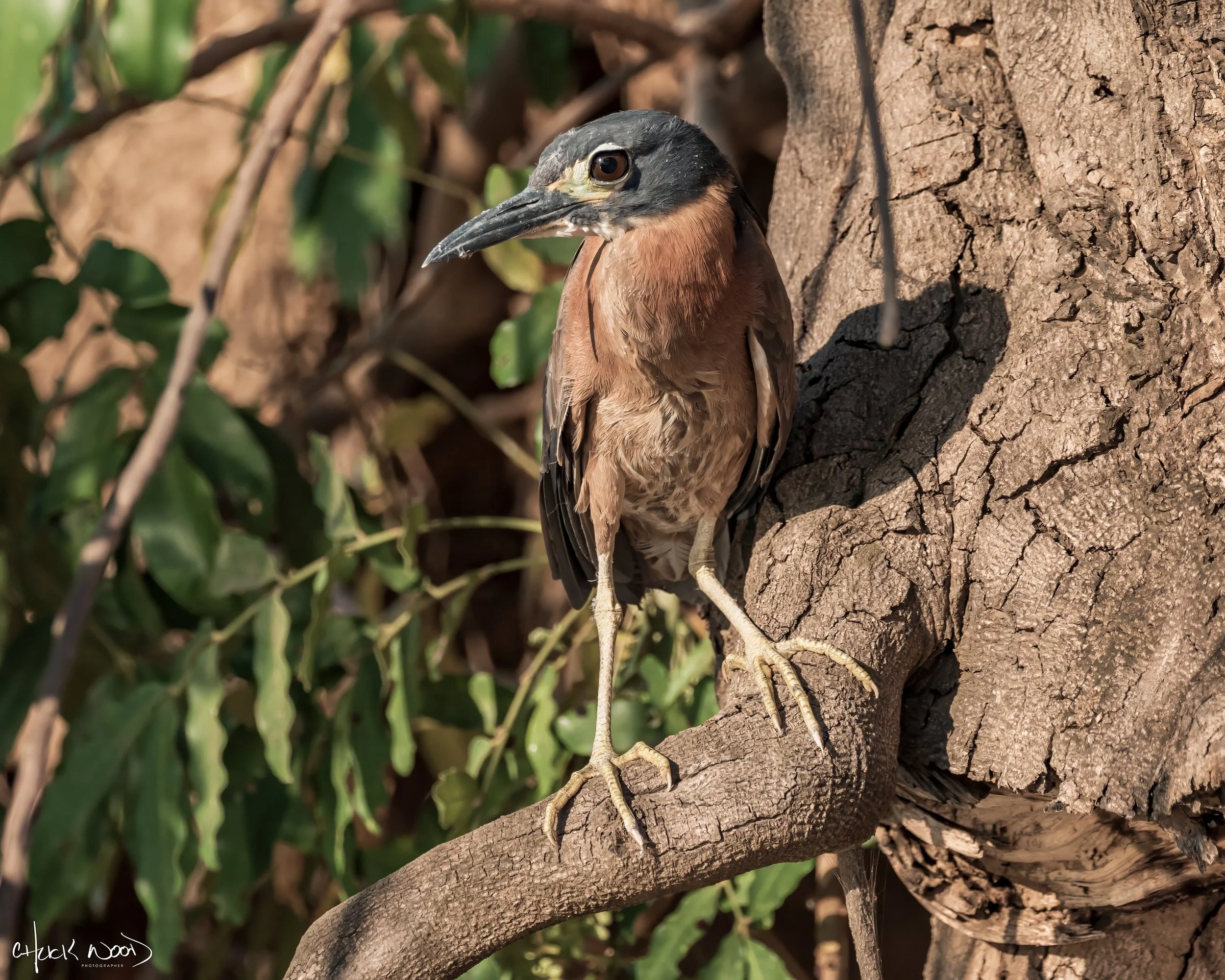  Mana Pools, Zimbabwe 2019 