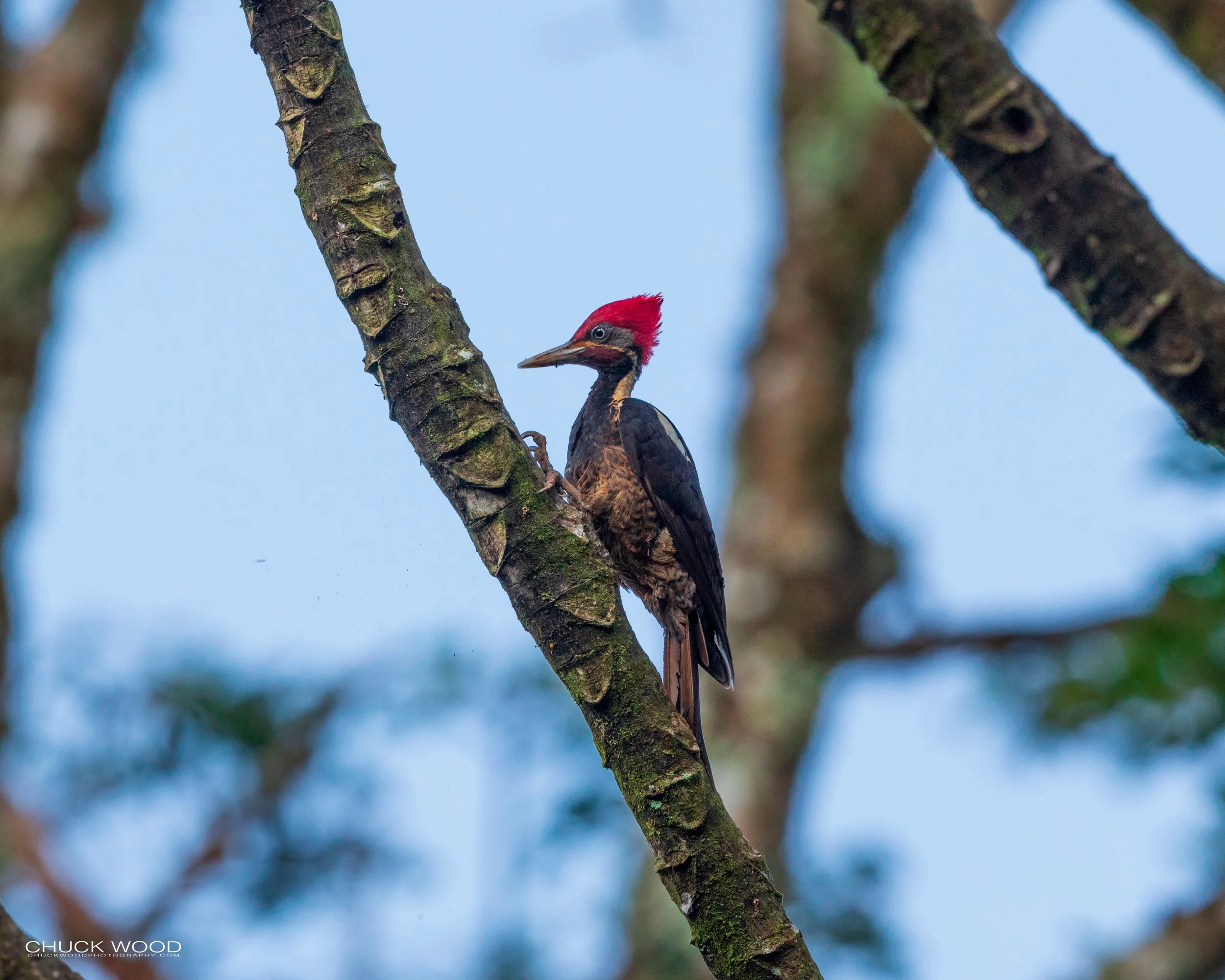  Rancho Naturalista, Costa Rica 2020 