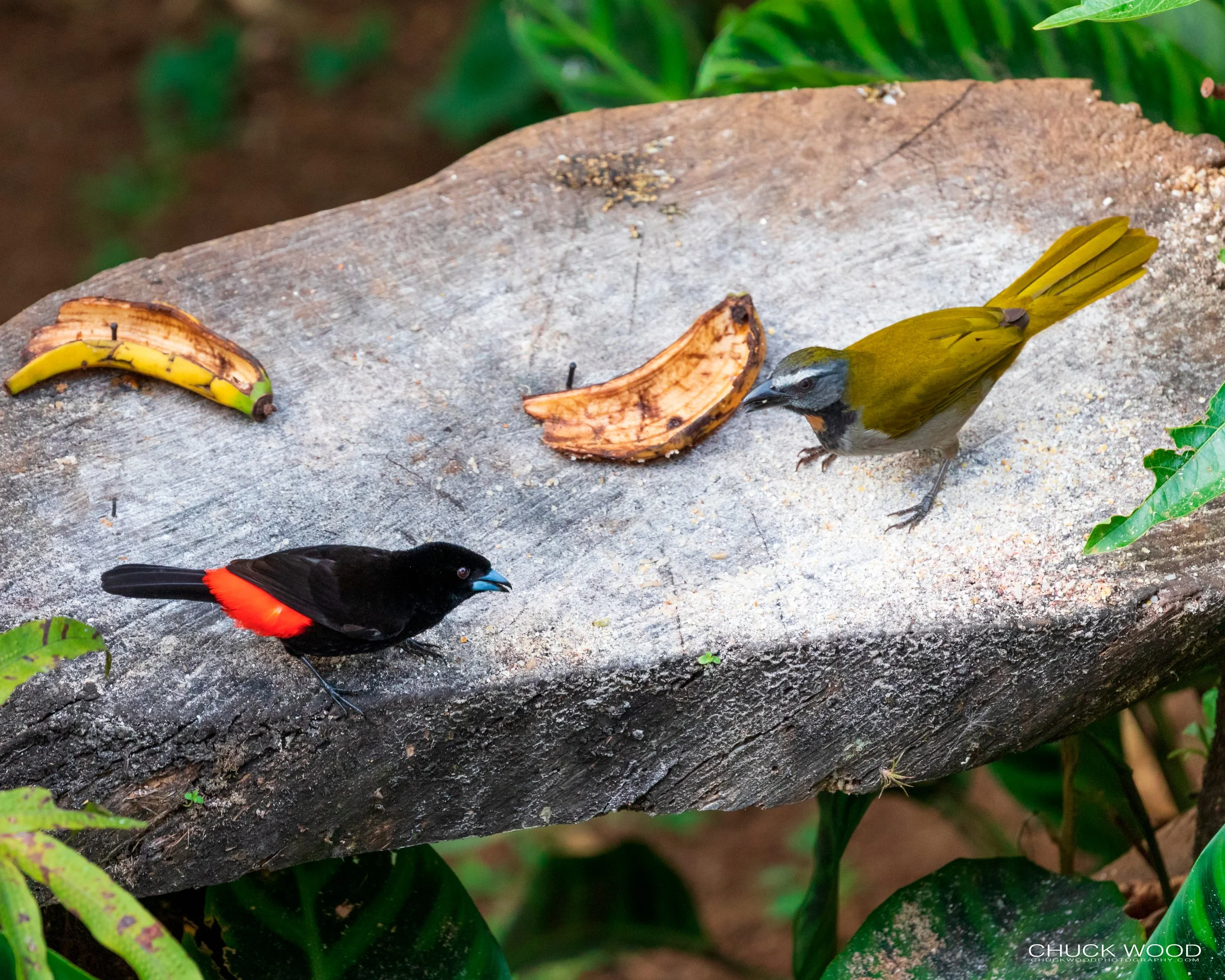  Rancho Naturalista, Costa Rica 2020 