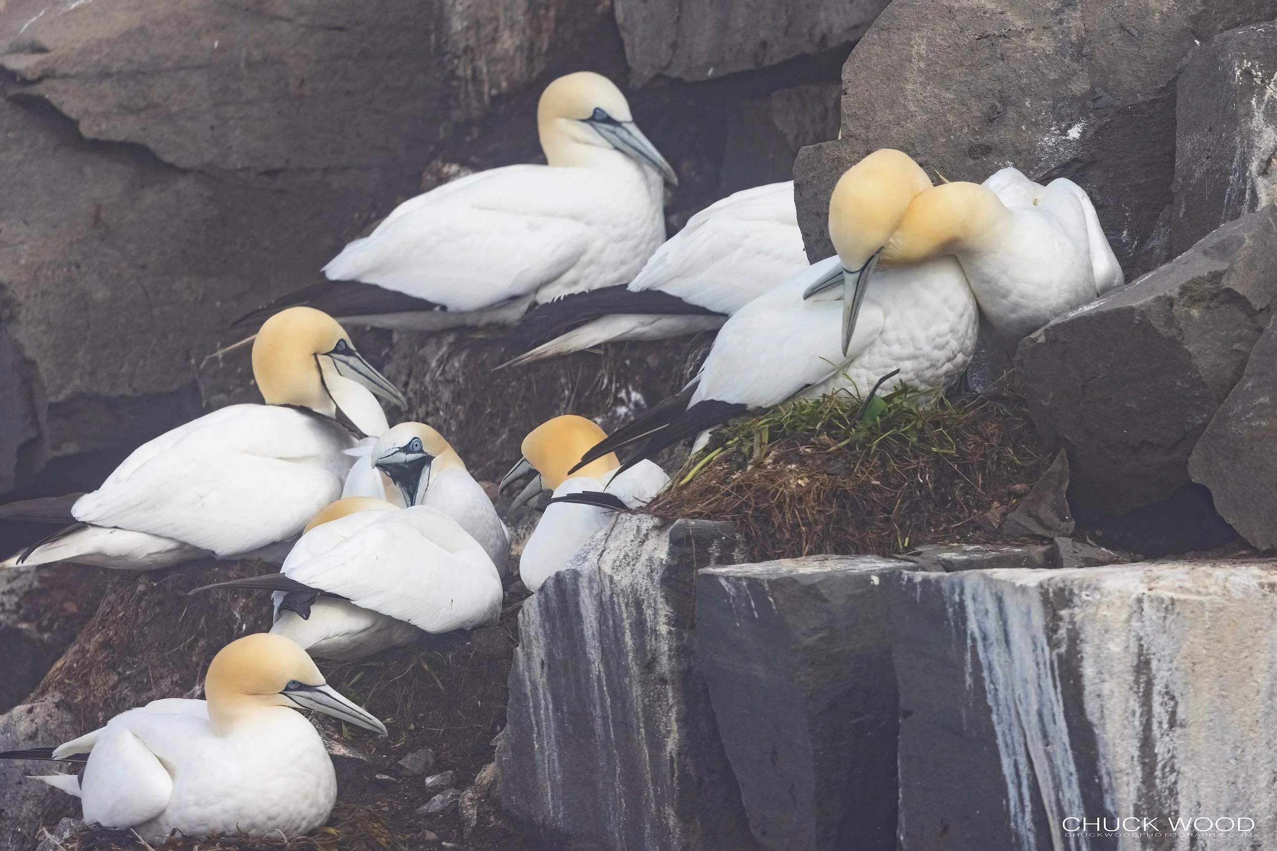  Cape St. Marys, NL 2022 