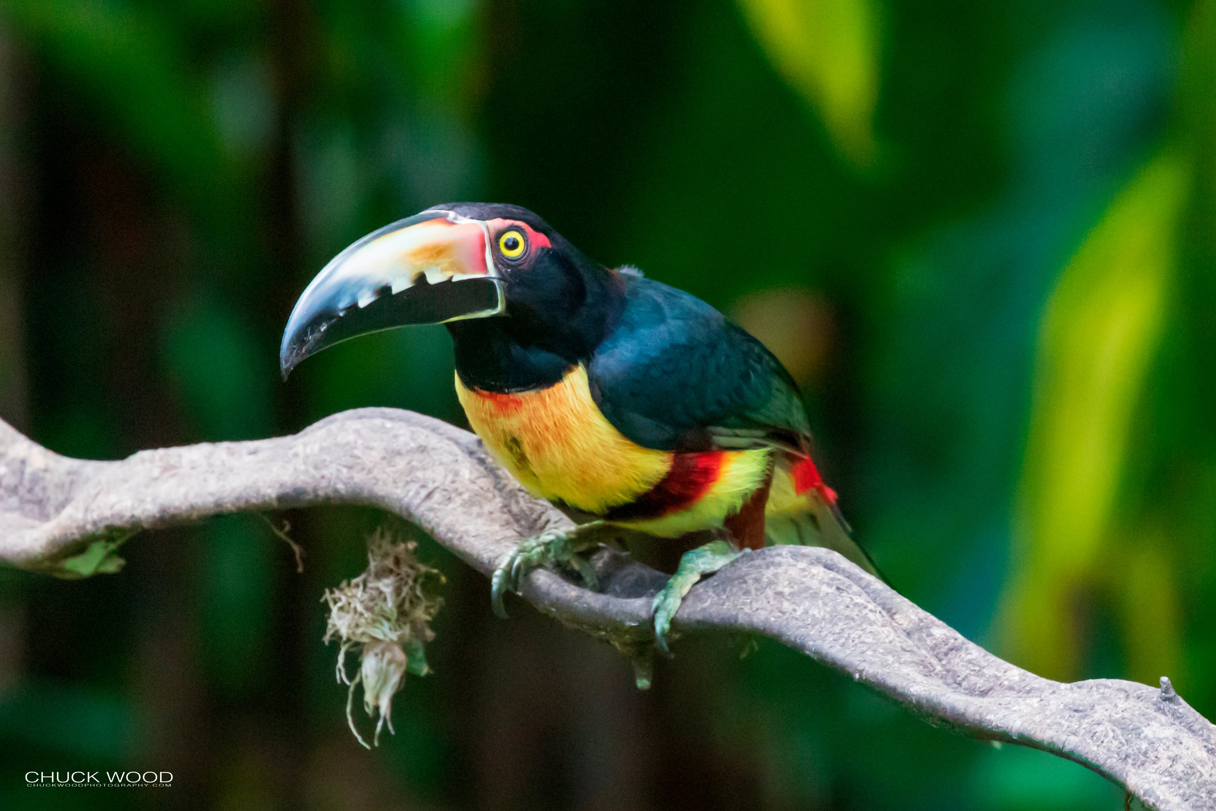  Rancho Naturalista, Costa Rica 2020 