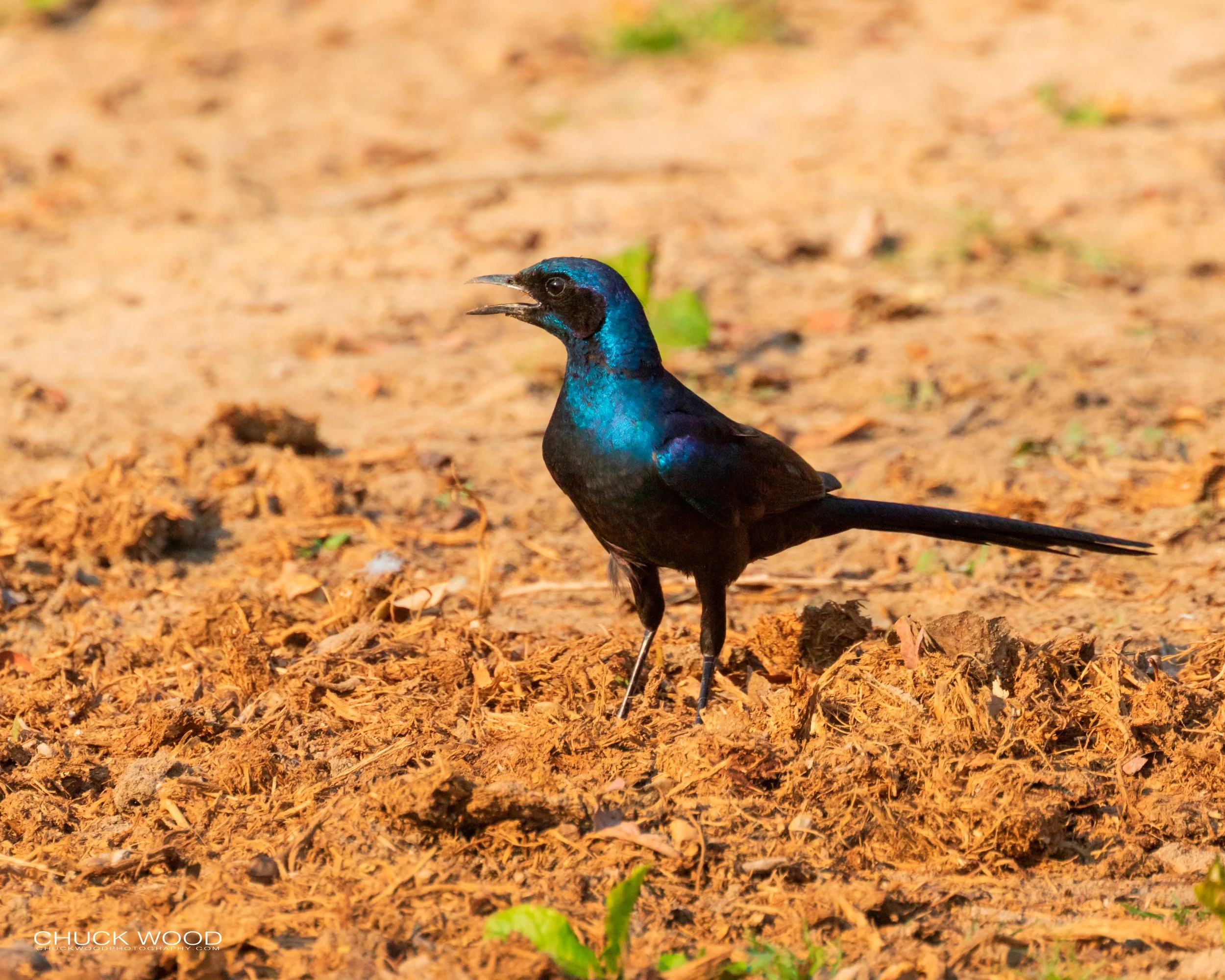   Mana Pools, Zimbabwe 2019 