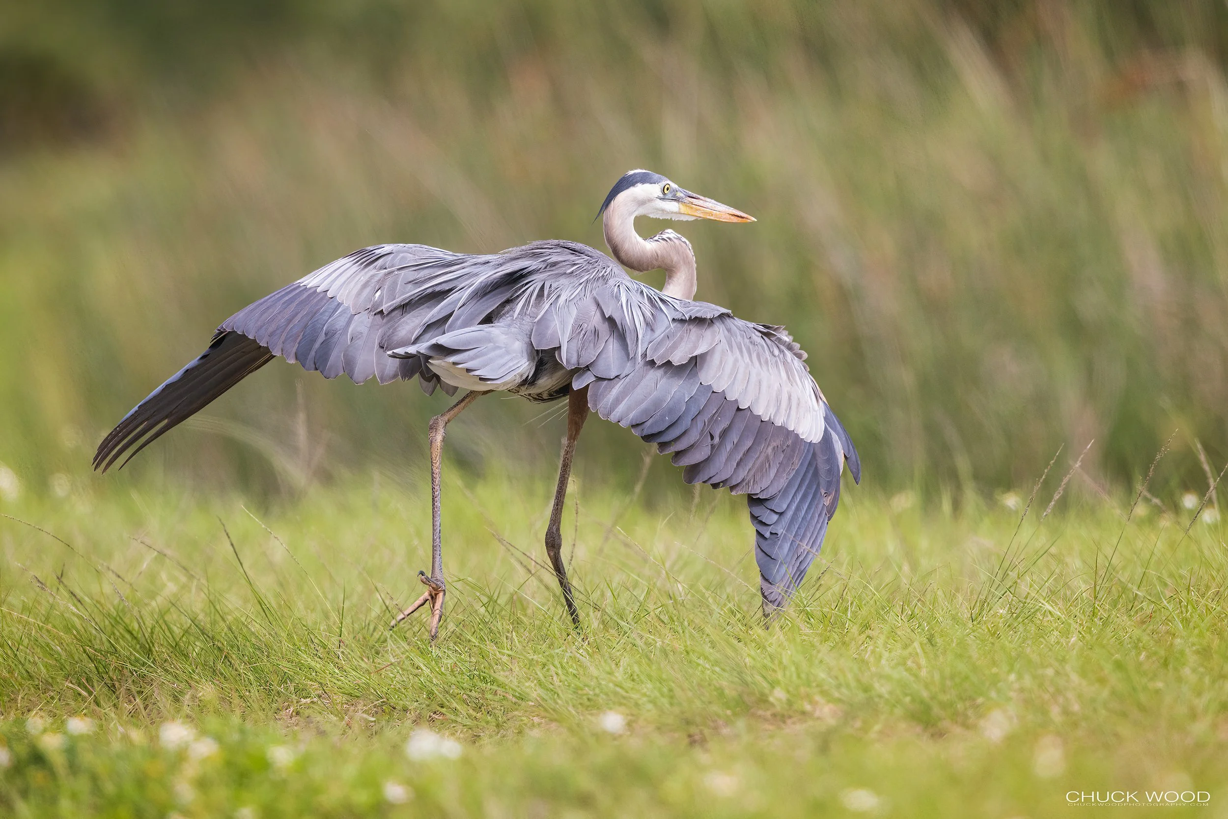  Viera Wetlands, FL 2022 