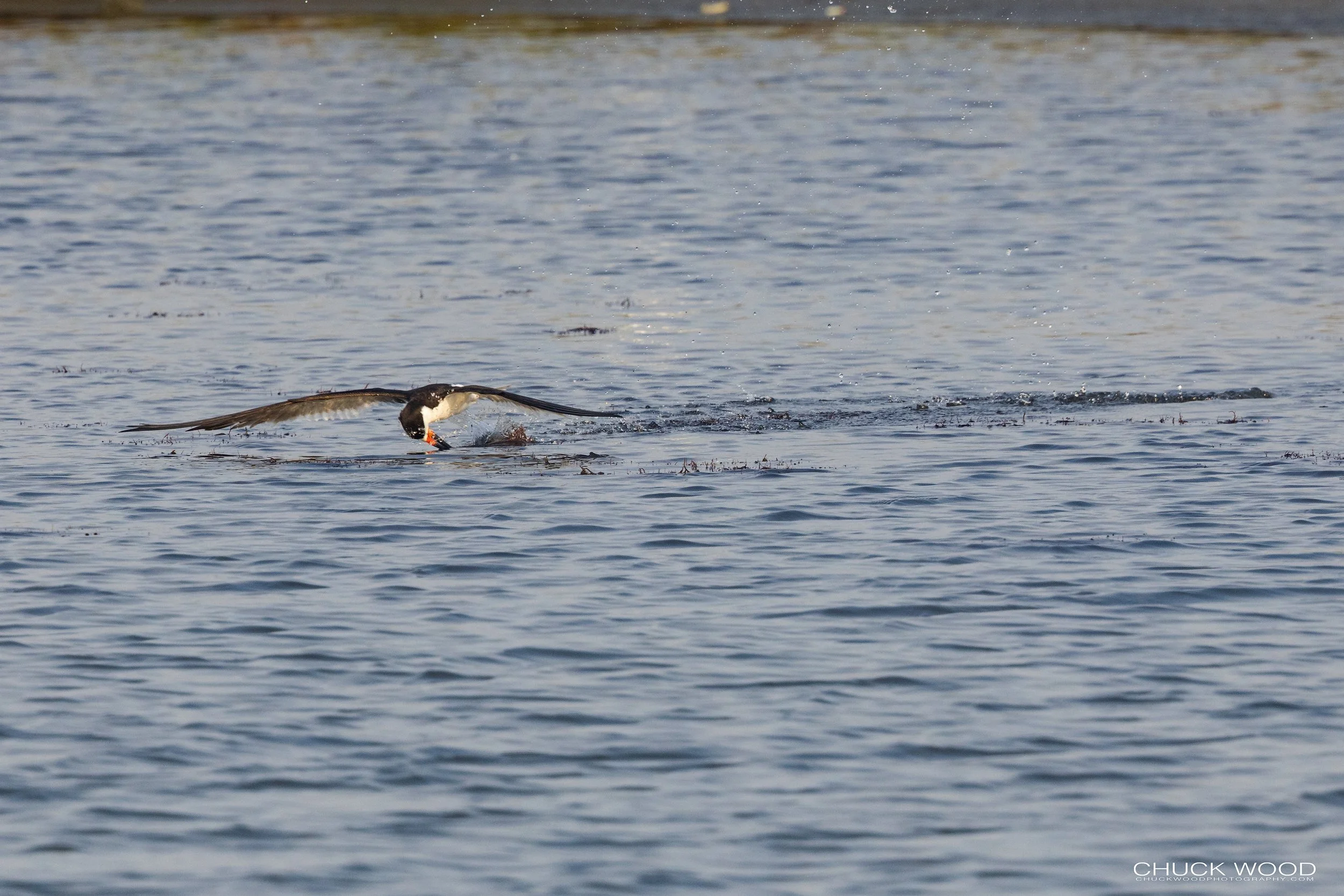  Forsythe NWR, NJ 2022 