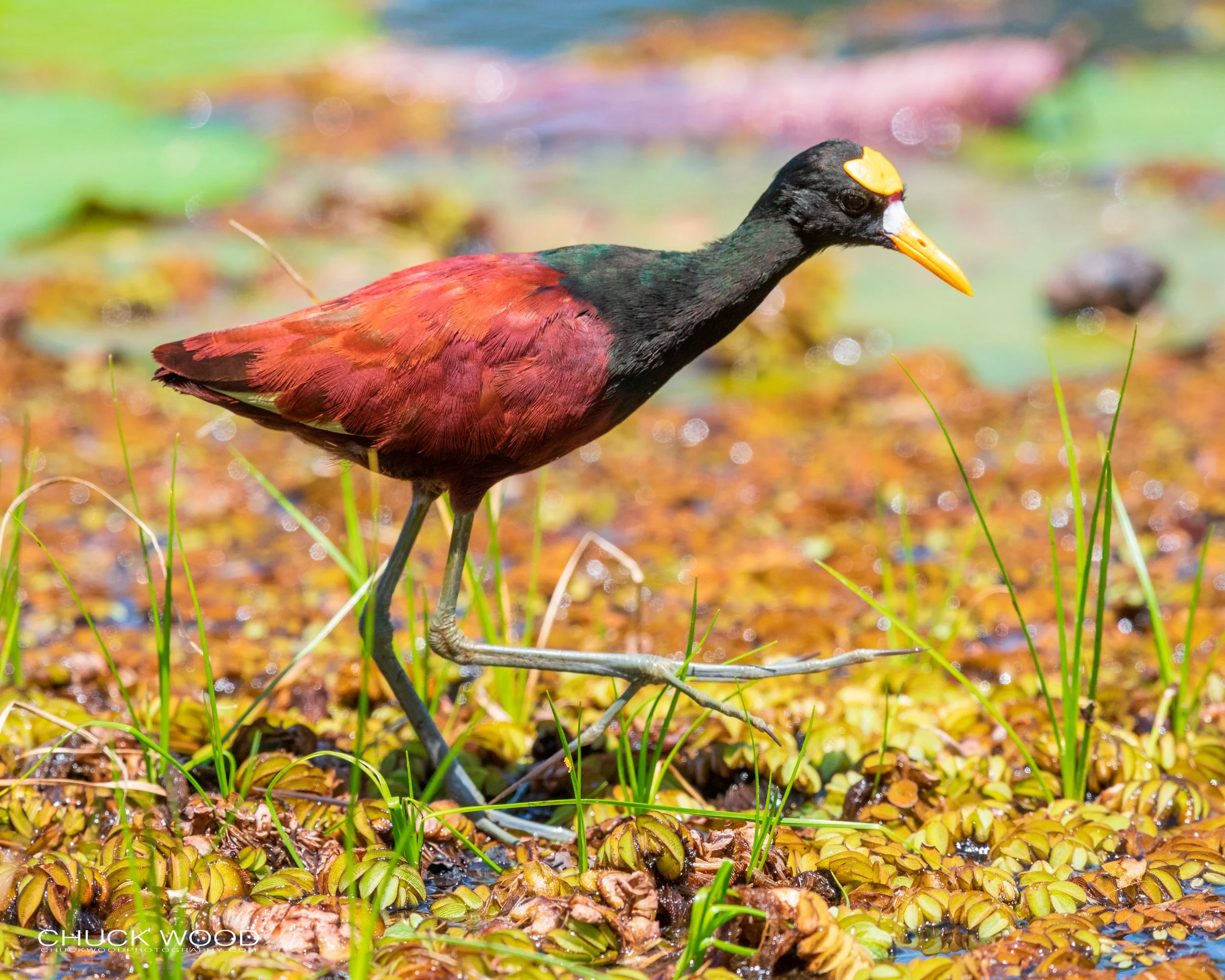  CATIE, Costa Rica 2020 