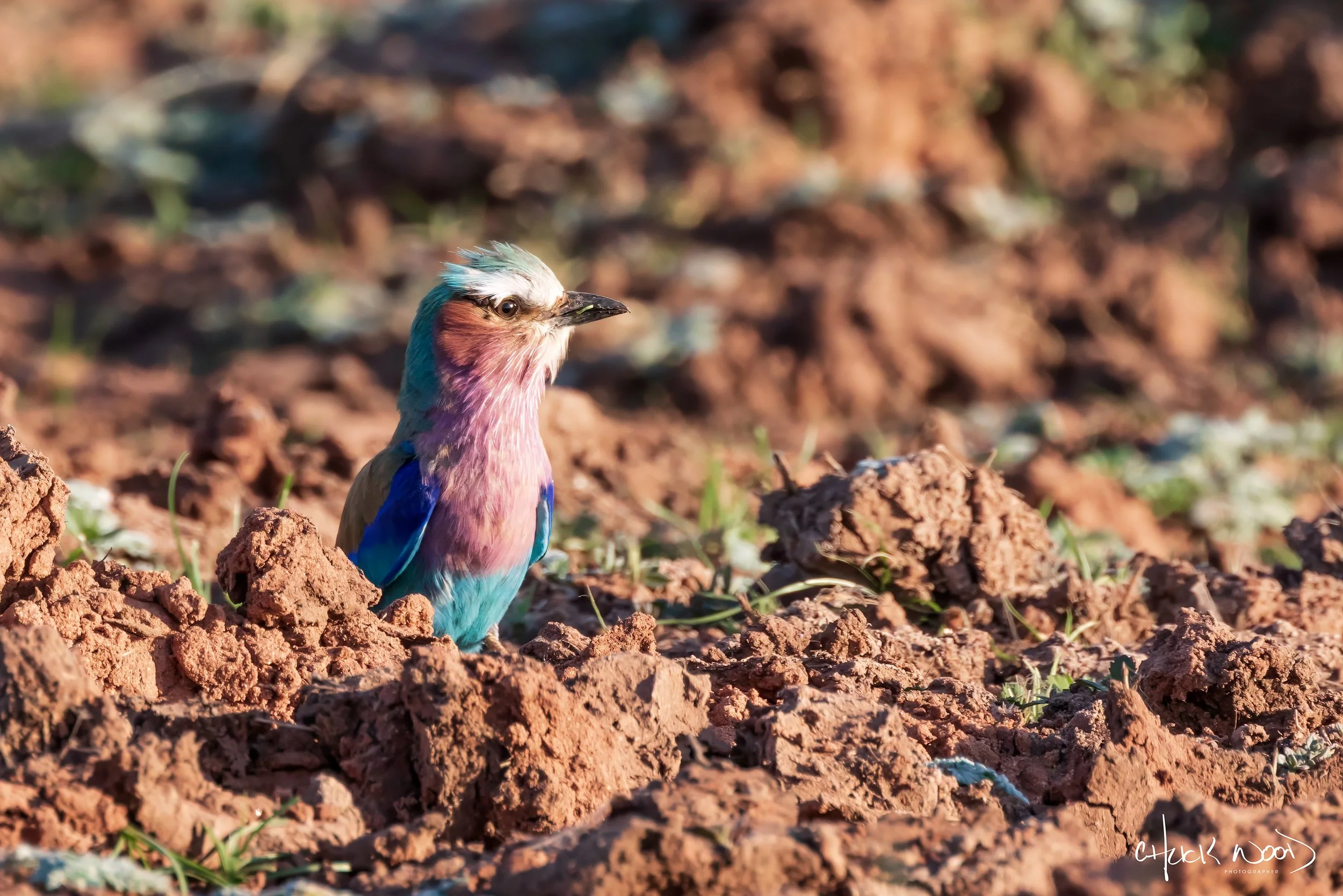  Lake Kariba, Zimbabwe 2019 