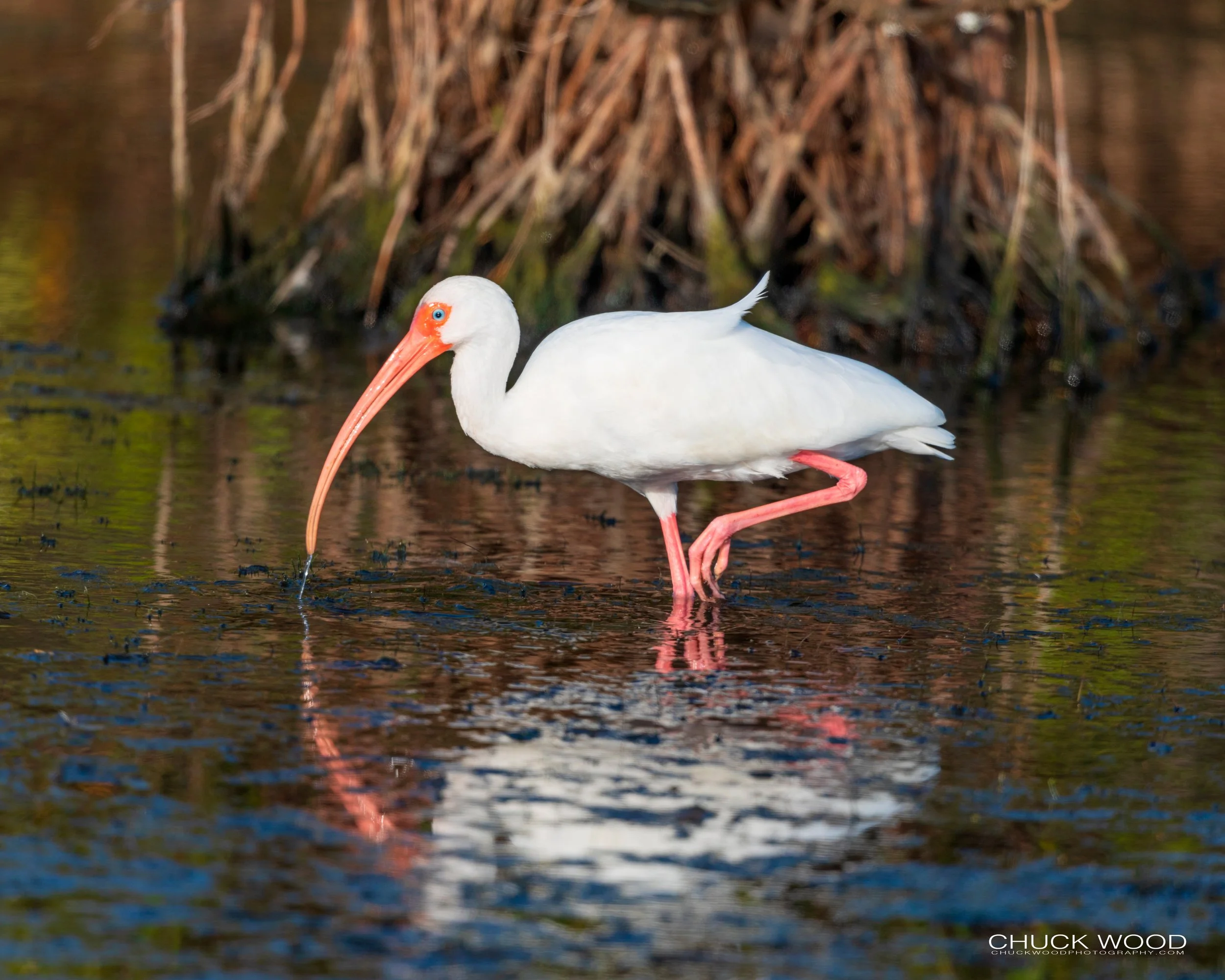  Merritt Island, FL 2020 