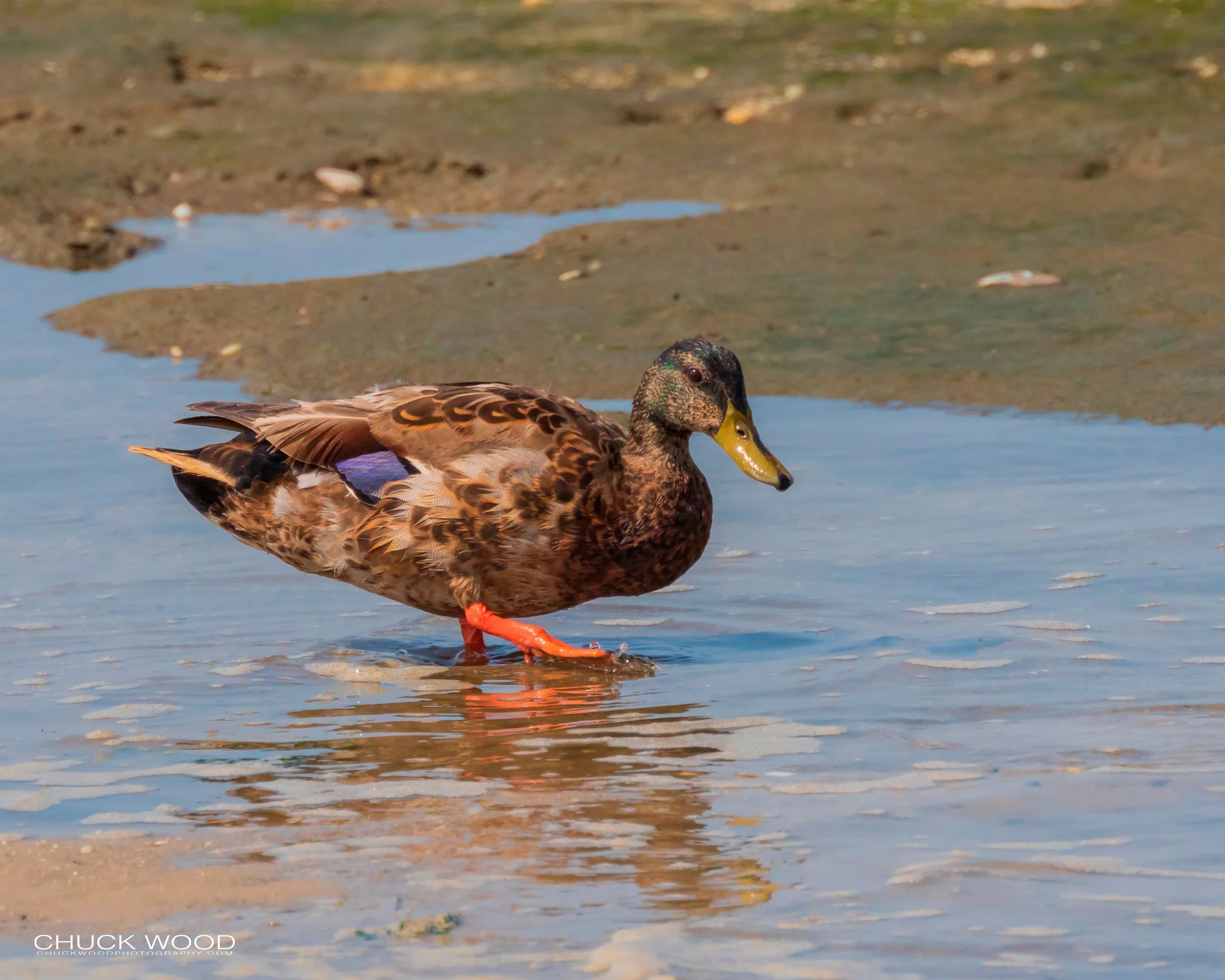  Forsythe NWR, NJ 2019 