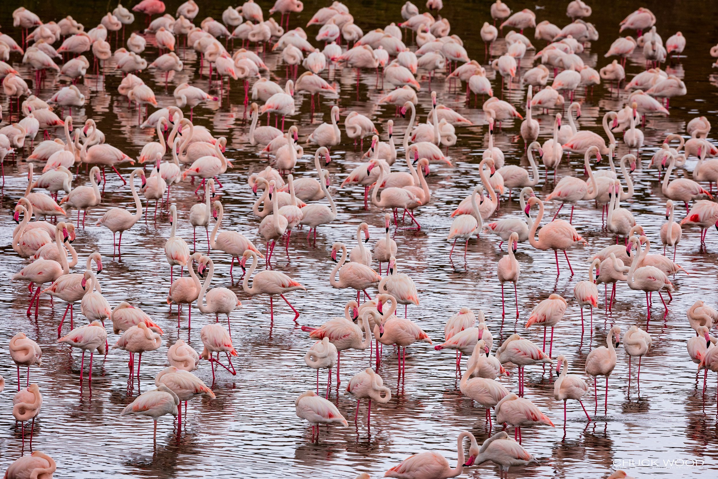  Arusha, Tanzania 2021 