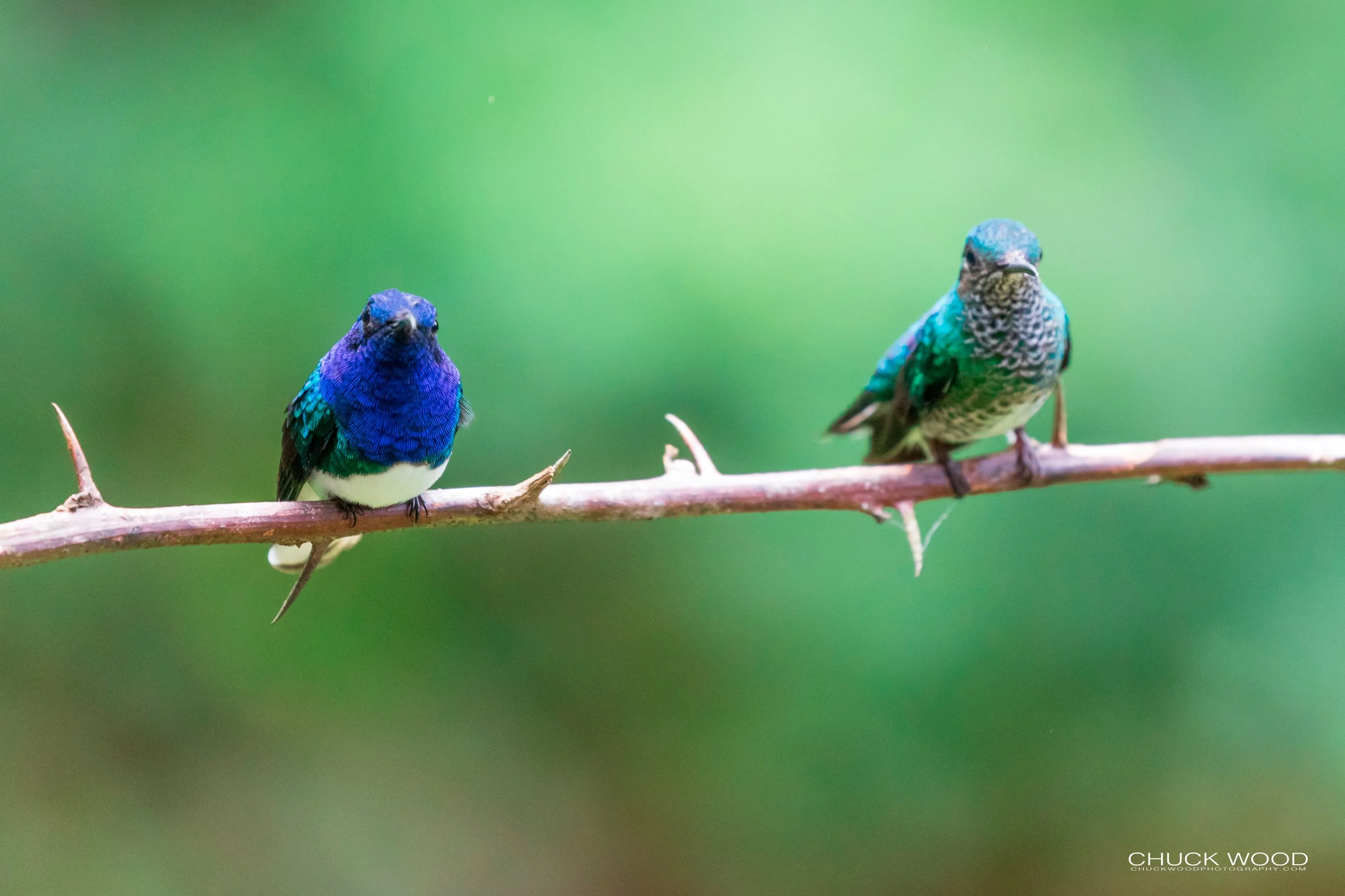  Rancho Naturalista, Costa Rica 2020 