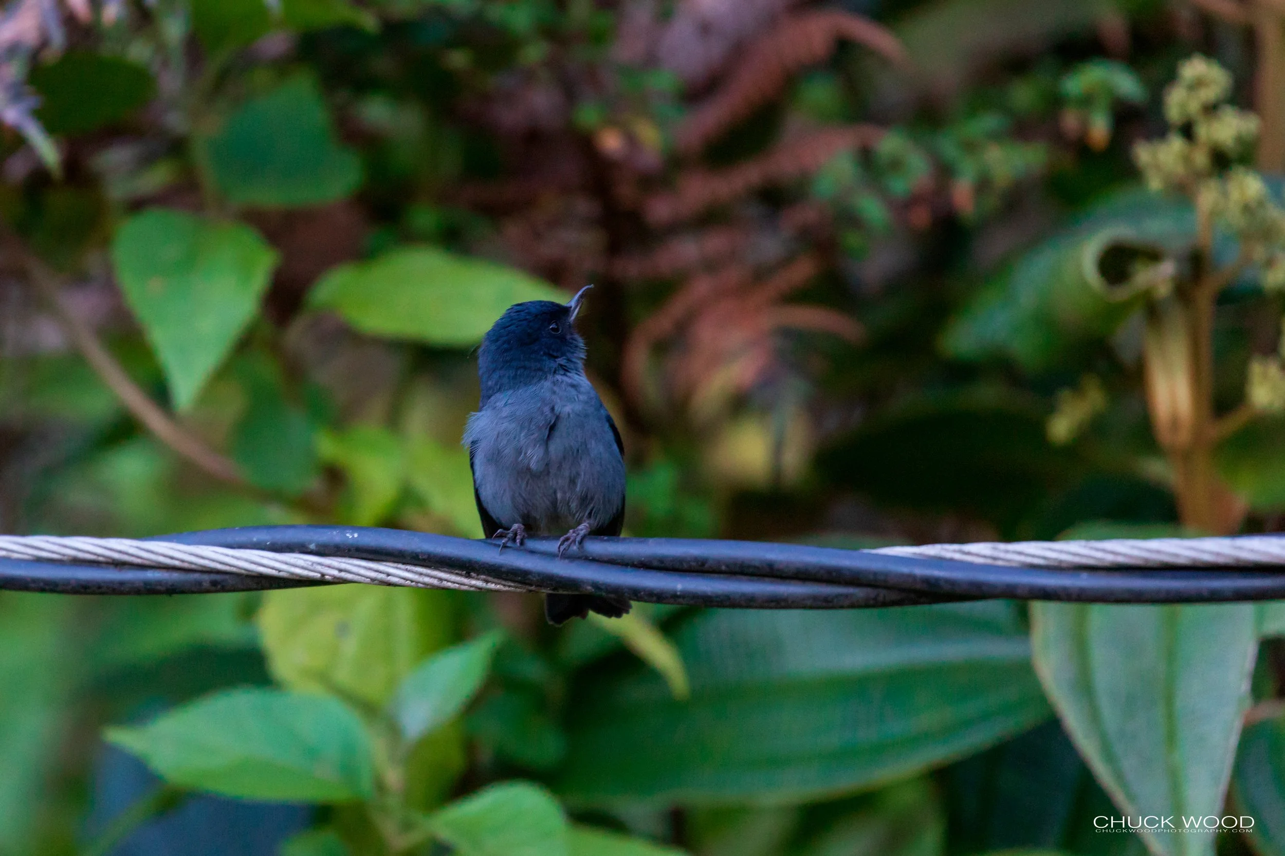  Paraiso Quetzal, Costa Rica 2020 