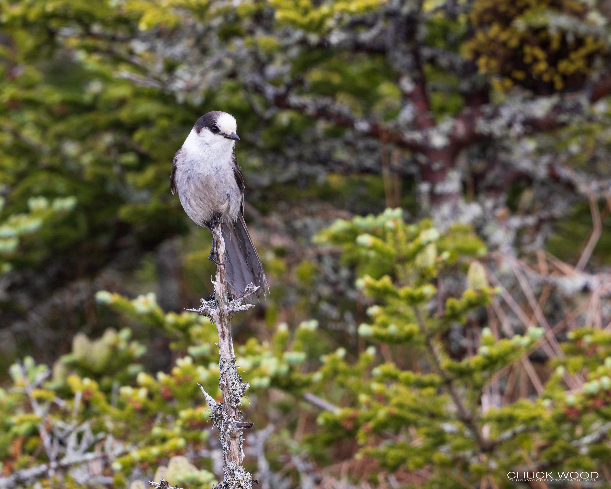  Cape St. Marys, NL 2022 